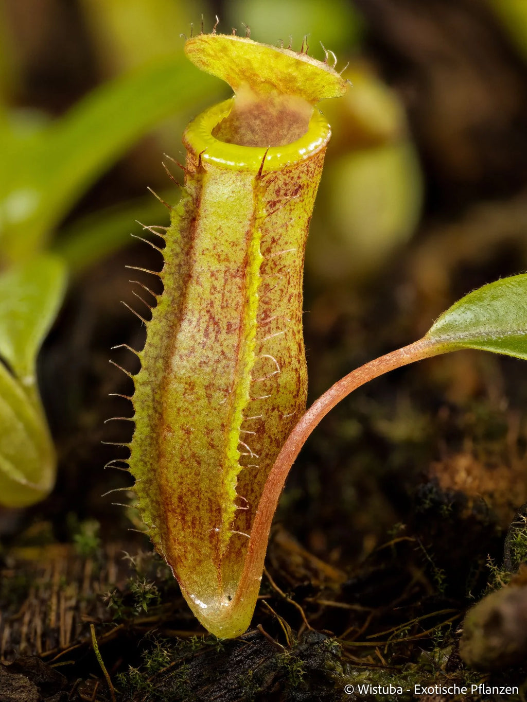 Nepenthes (lowii x merrilliana) x inermis 大森食虫植物農園
