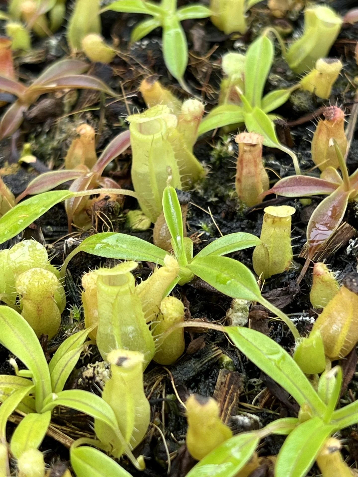 Nepenthes (lowii x merrilliana) x inermis 大森食虫植物農園