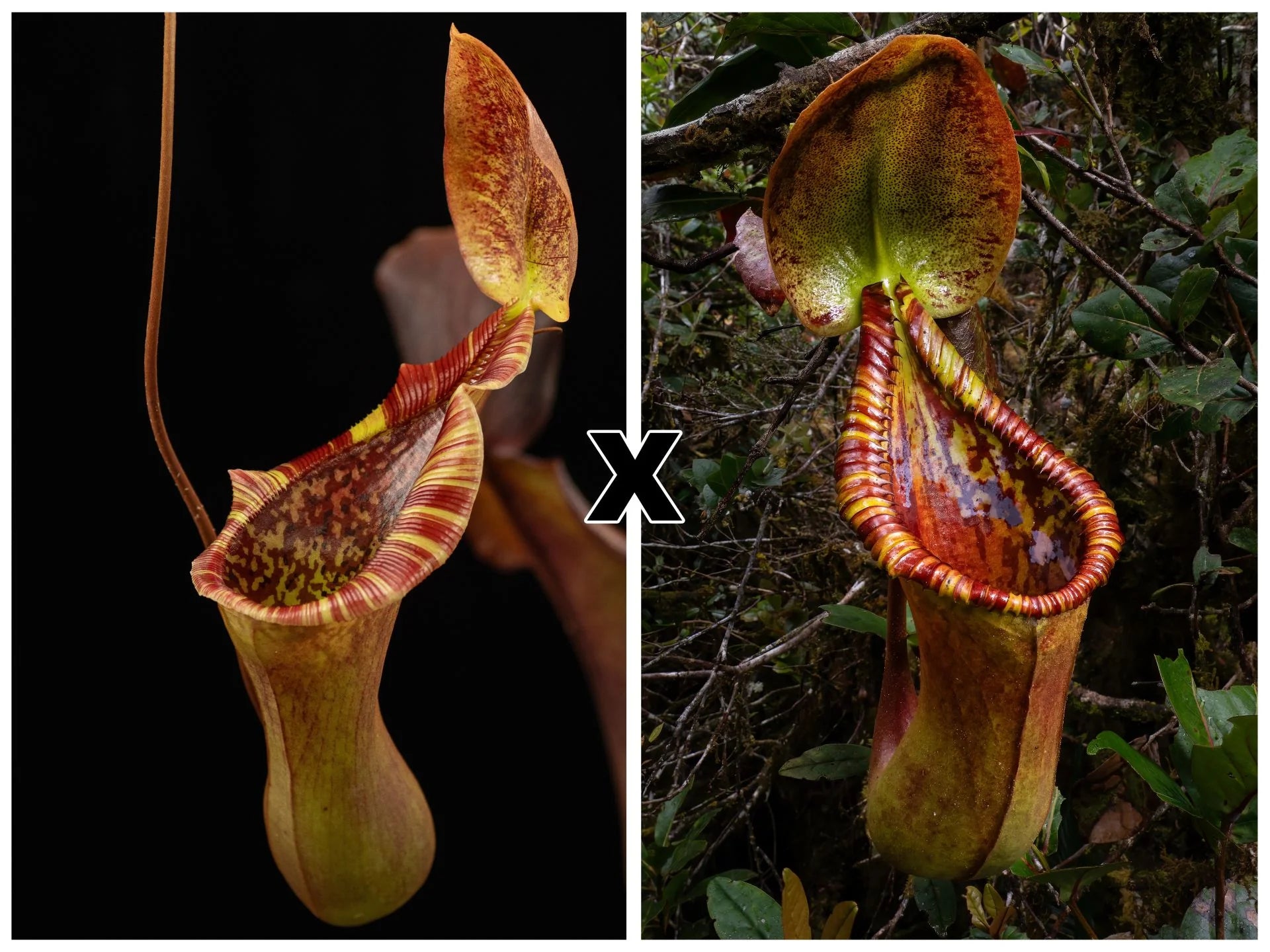 Nepenthes (lowii x truncata) x Trusmadiensis 大森食虫植物農園
