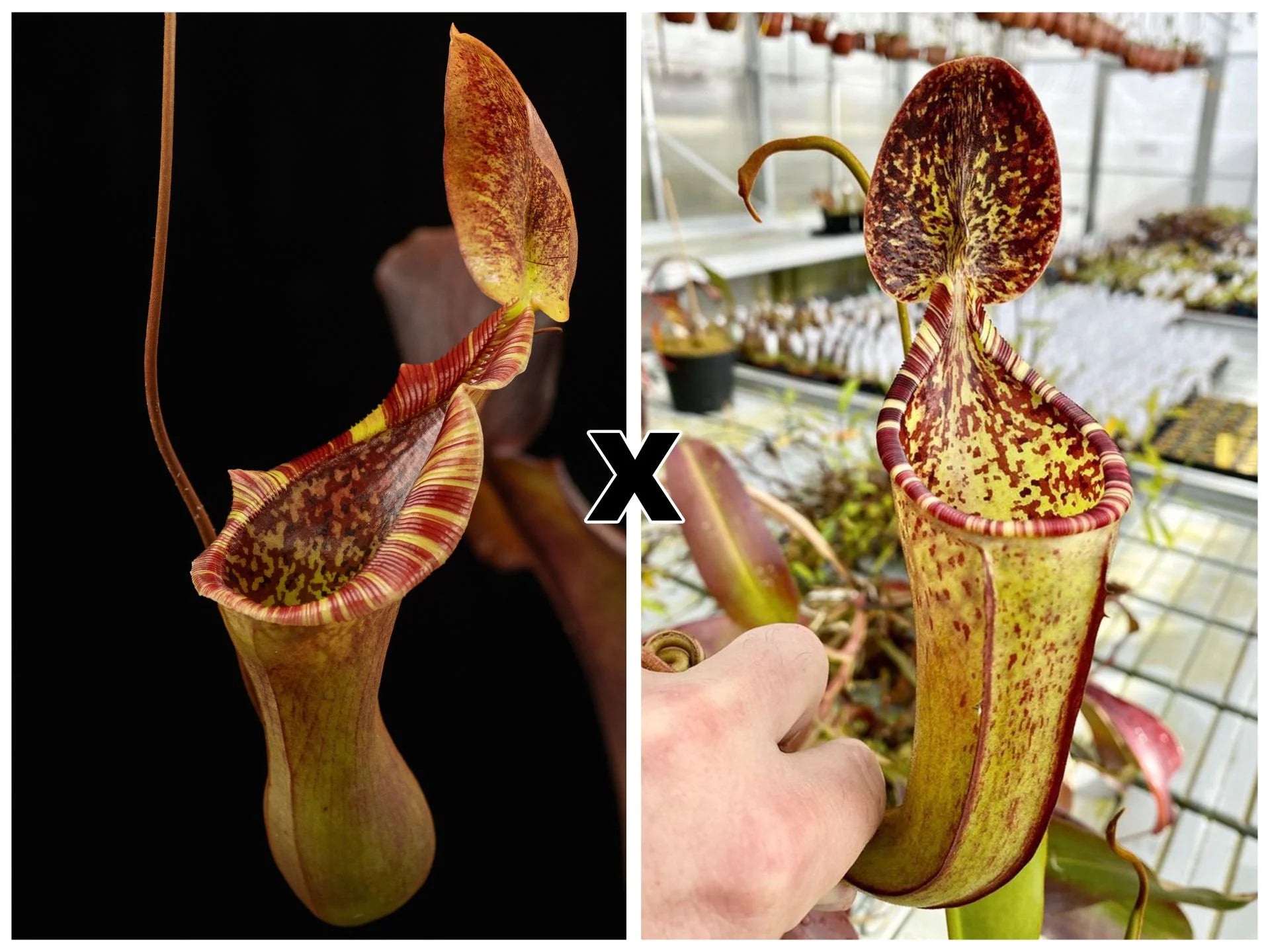Nepenthes (lowii x truncata) x (burbidgeae x lowii) 大森食虫植物農園