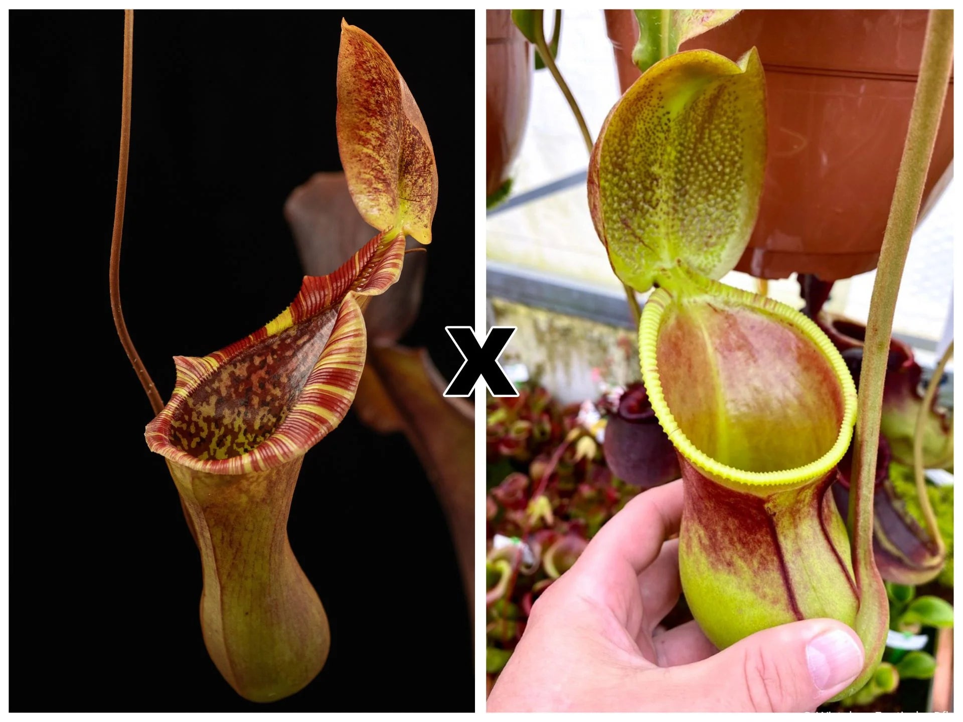 Nepenthes (lowii x truncata) x ephippiata (Gunung Rajah) 大森食虫植物農園