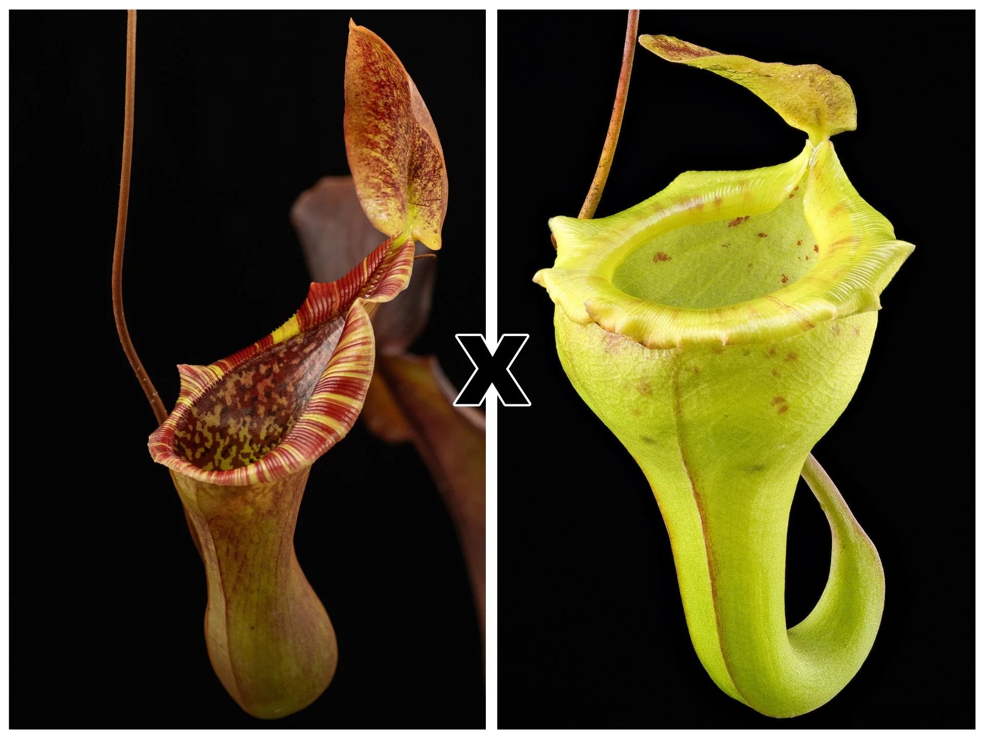 Nepenthes (lowii x truncata) x flava 大森食虫植物農園
