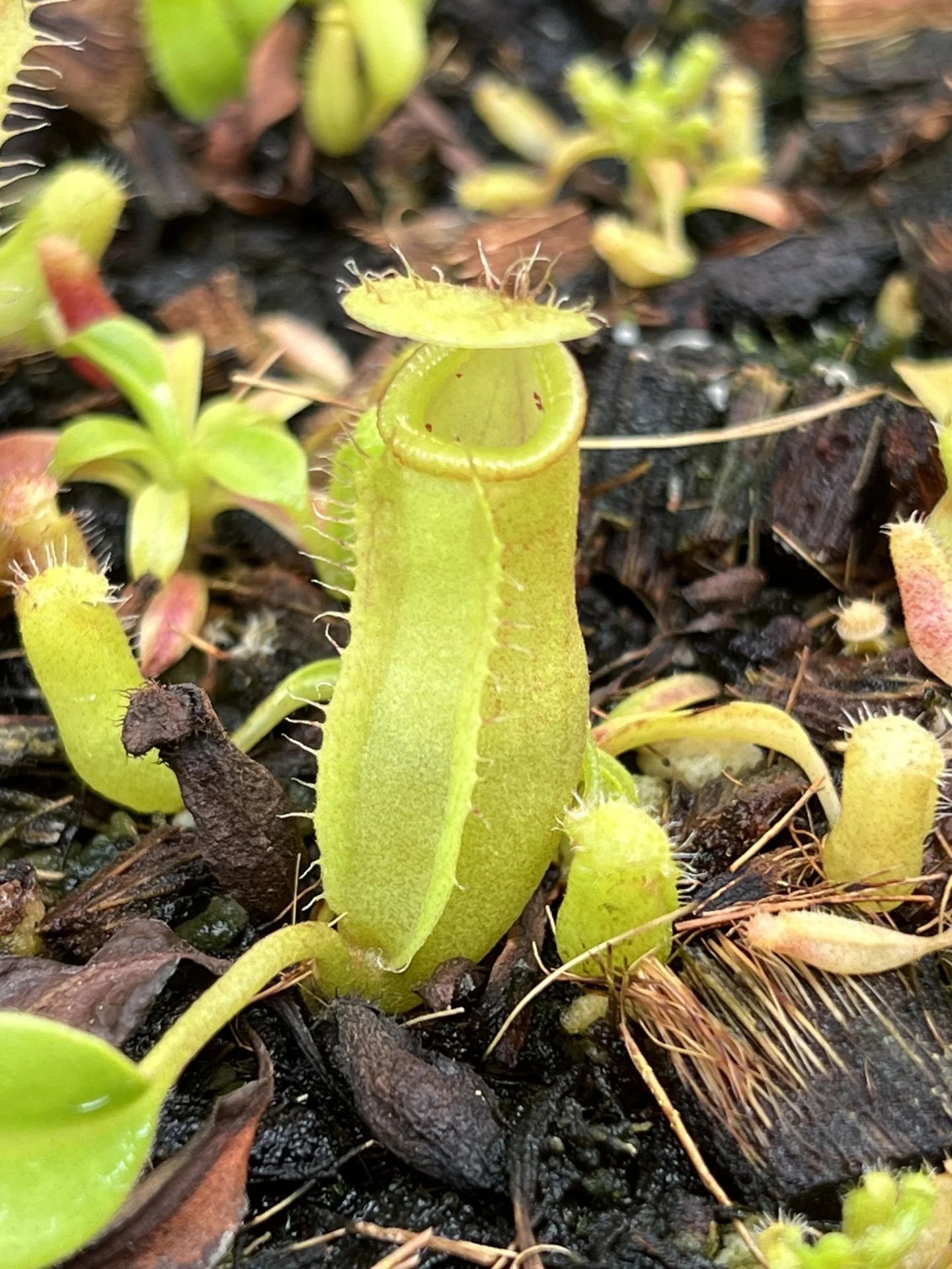 Nepenthes (lowii x truncata) x flava 大森食虫植物農園