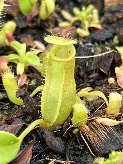 Nepenthes (lowii x truncata) x flava 大森食虫植物農園