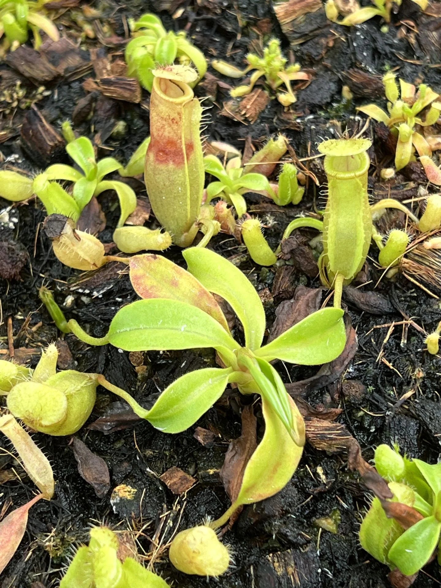 Nepenthes (lowii x truncata) x flava 大森食虫植物農園