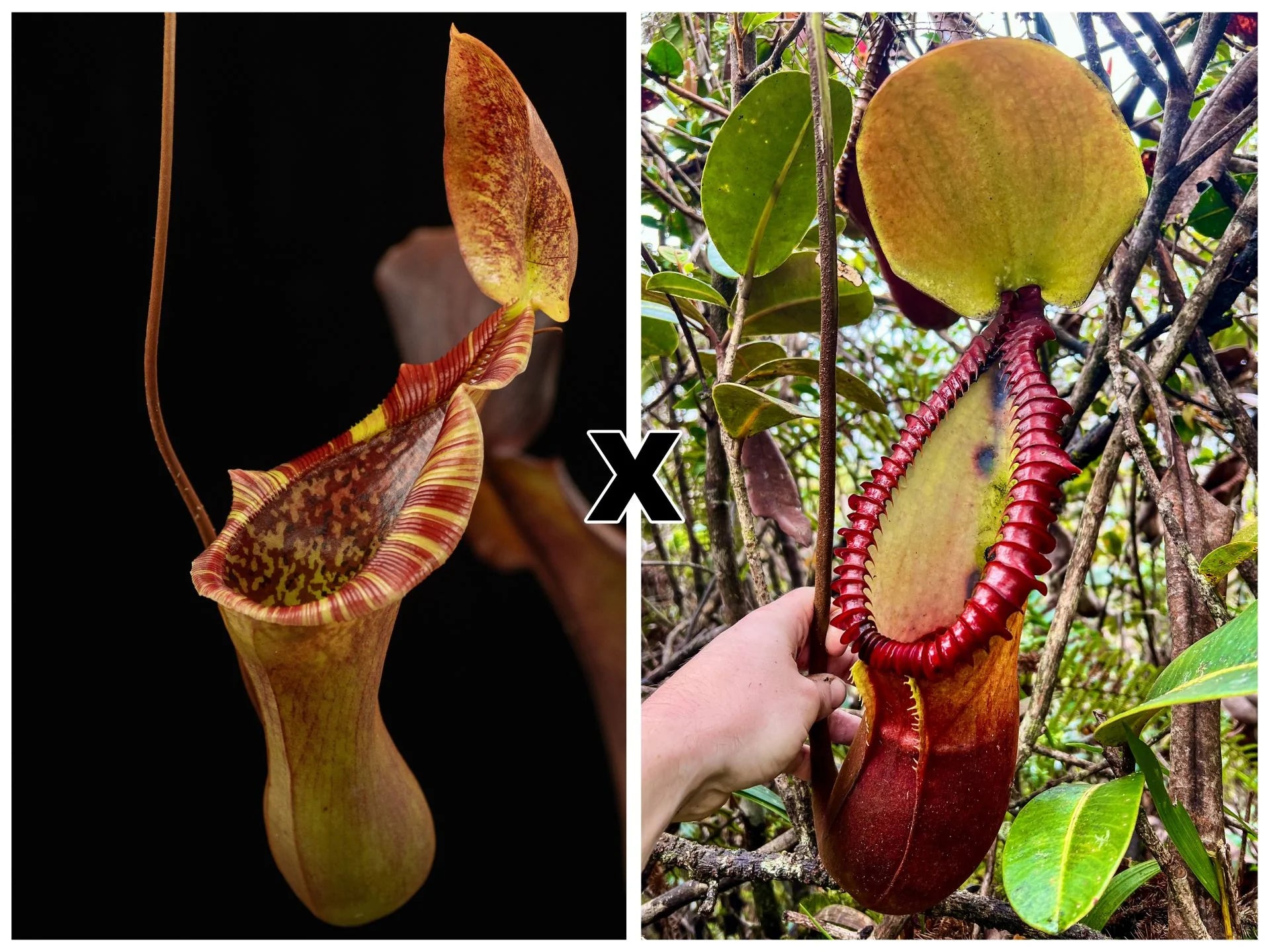 Nepenthes (lowii x truncata) x macrophylla 大森食虫植物農園