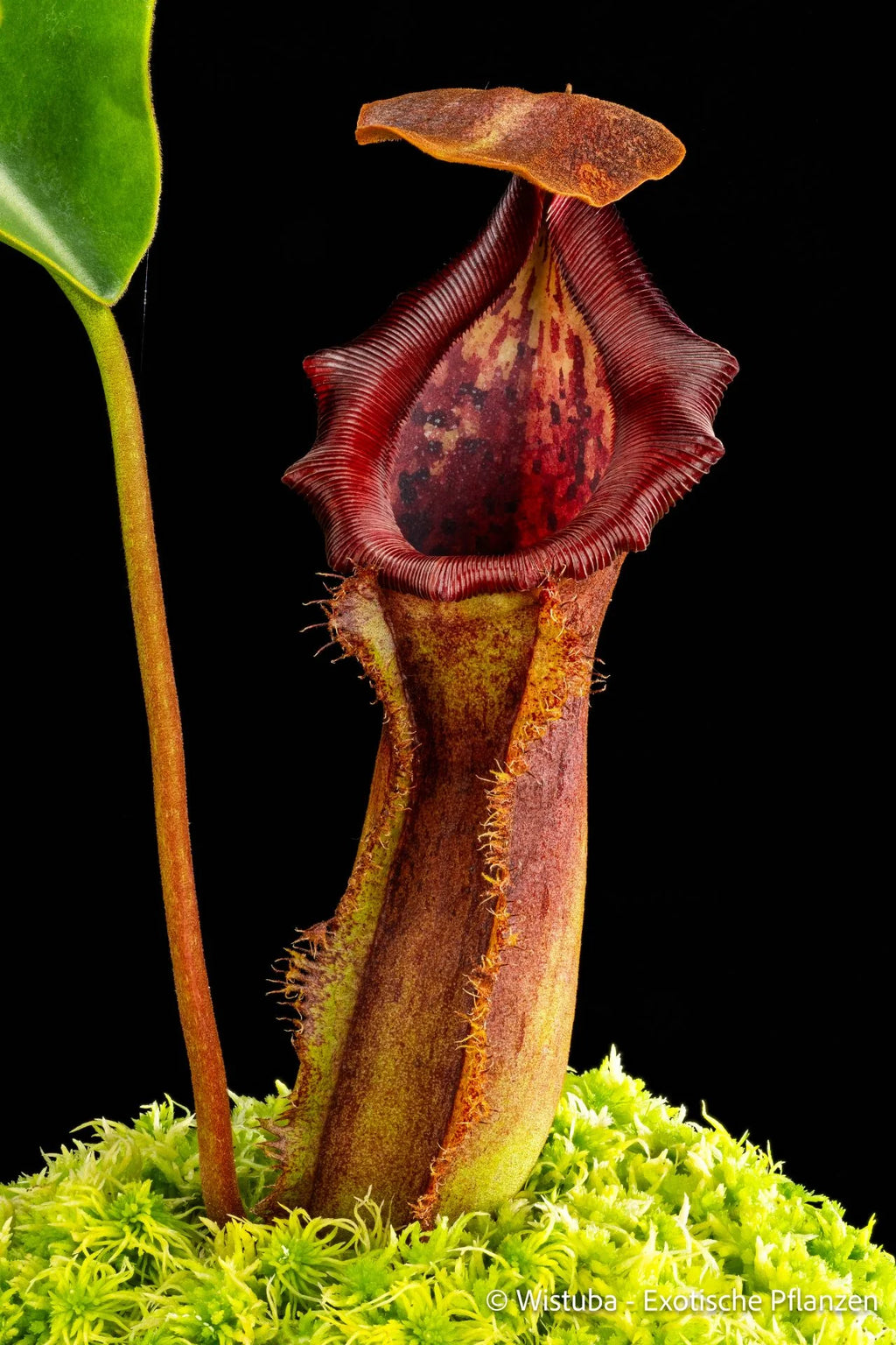 Nepenthes (lowii x truncata squat) x (lowii x campanulata) 大森食虫植物農園