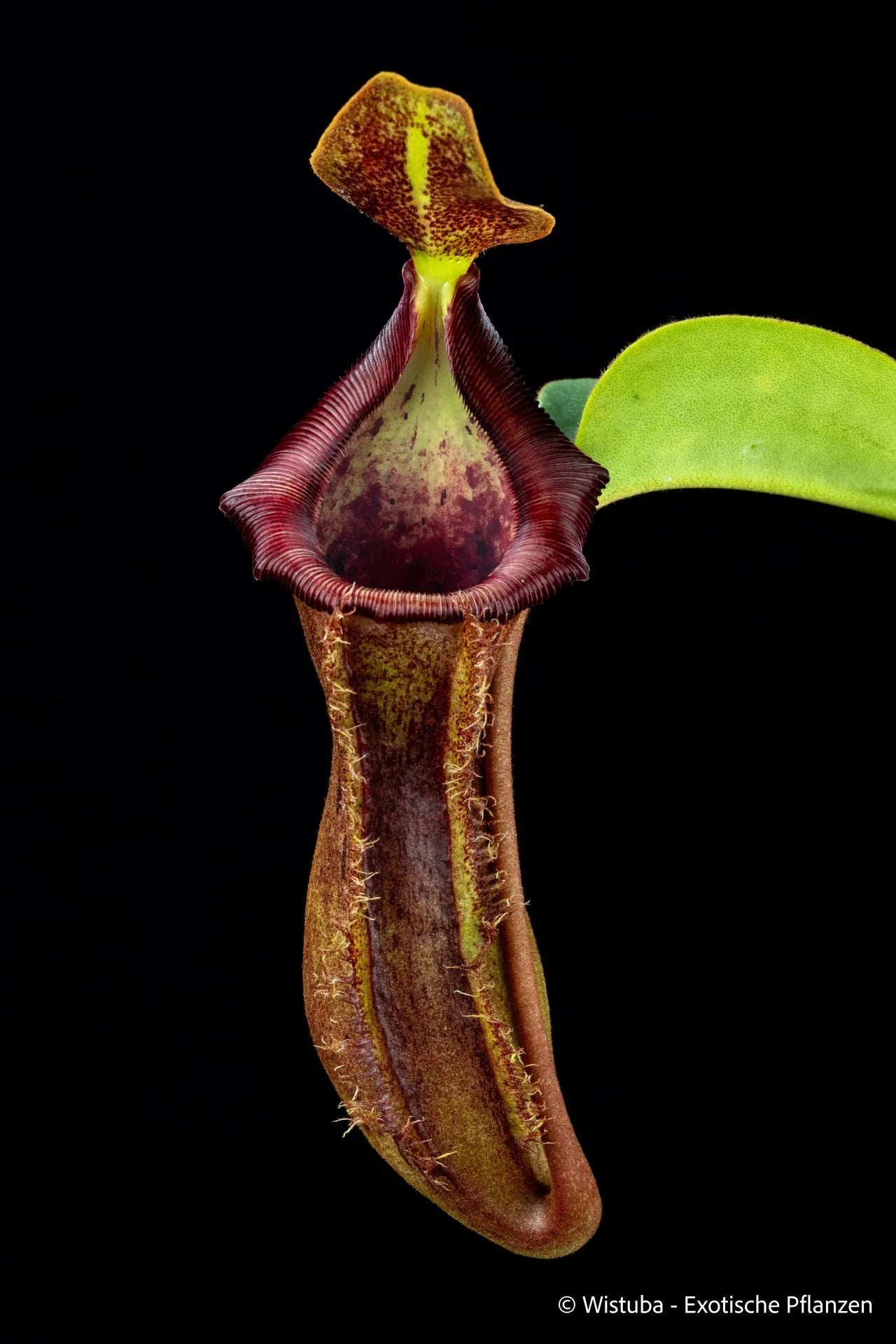Nepenthes (lowii x truncata squat) x (lowii x campanulata) 大森食虫植物農園