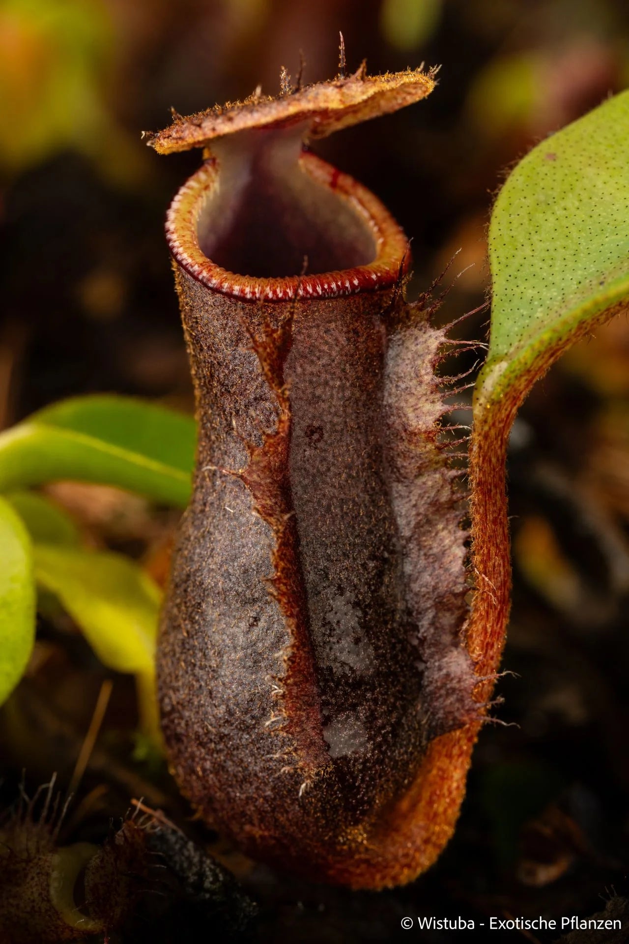 Nepenthes (lowii x truncata squat) x (lowii x campanulata) 大森食虫植物農園