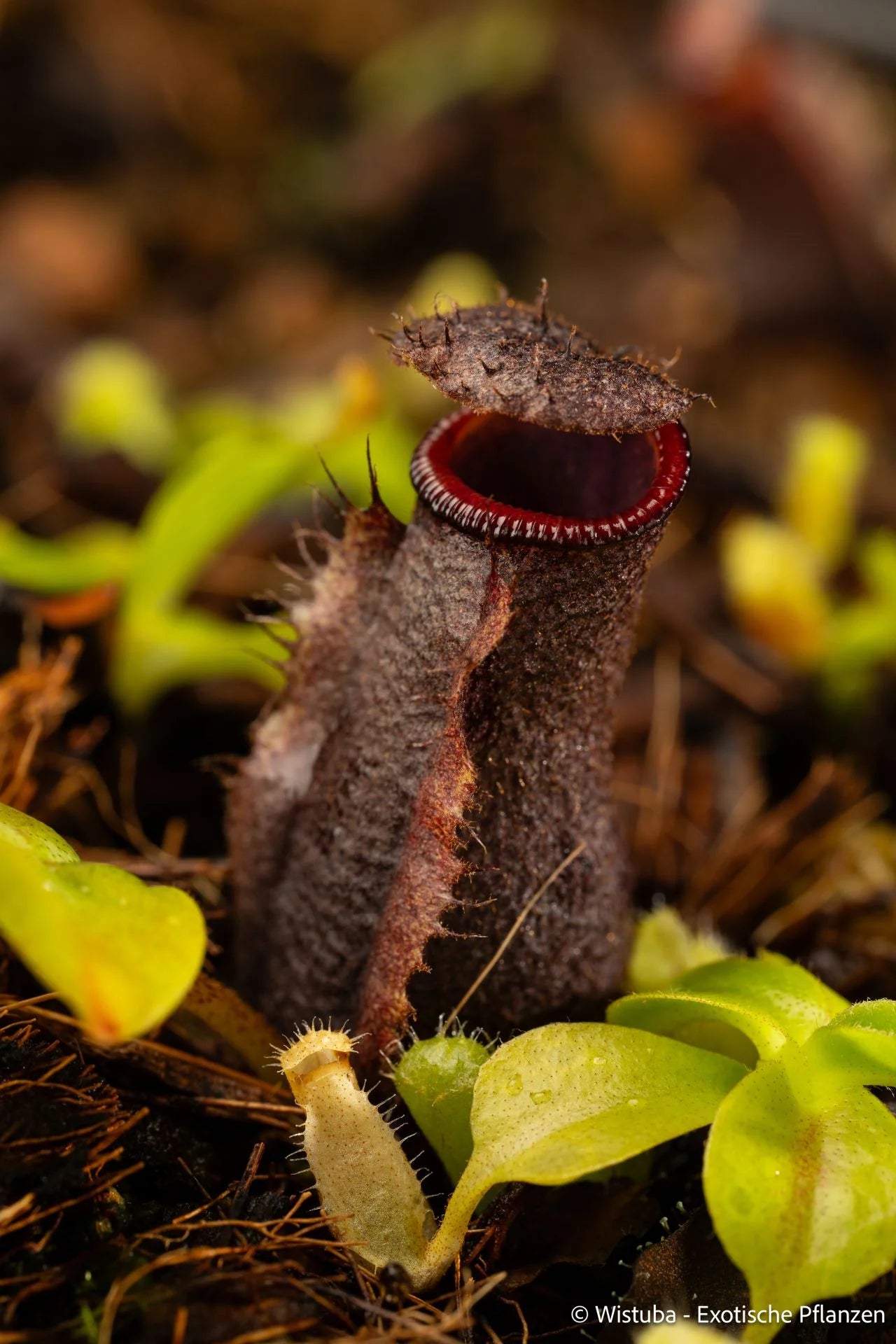 Nepenthes (lowii x truncata squat) x (lowii x campanulata) 大森食虫植物農園