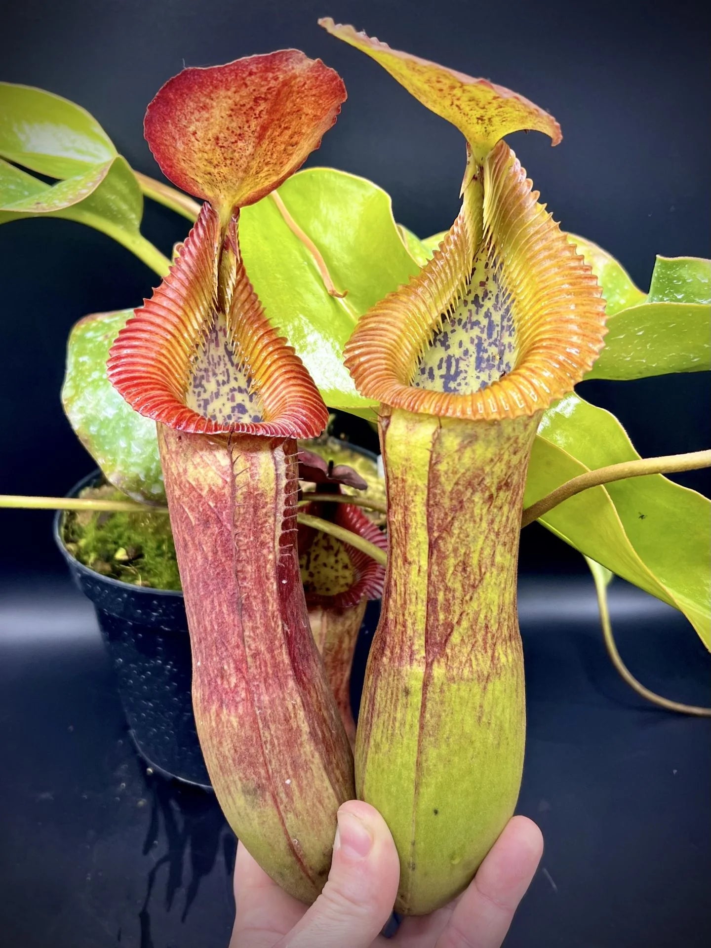 Nepenthes (lowii x truncata squat) x edwardsiana 大森食虫植物農園