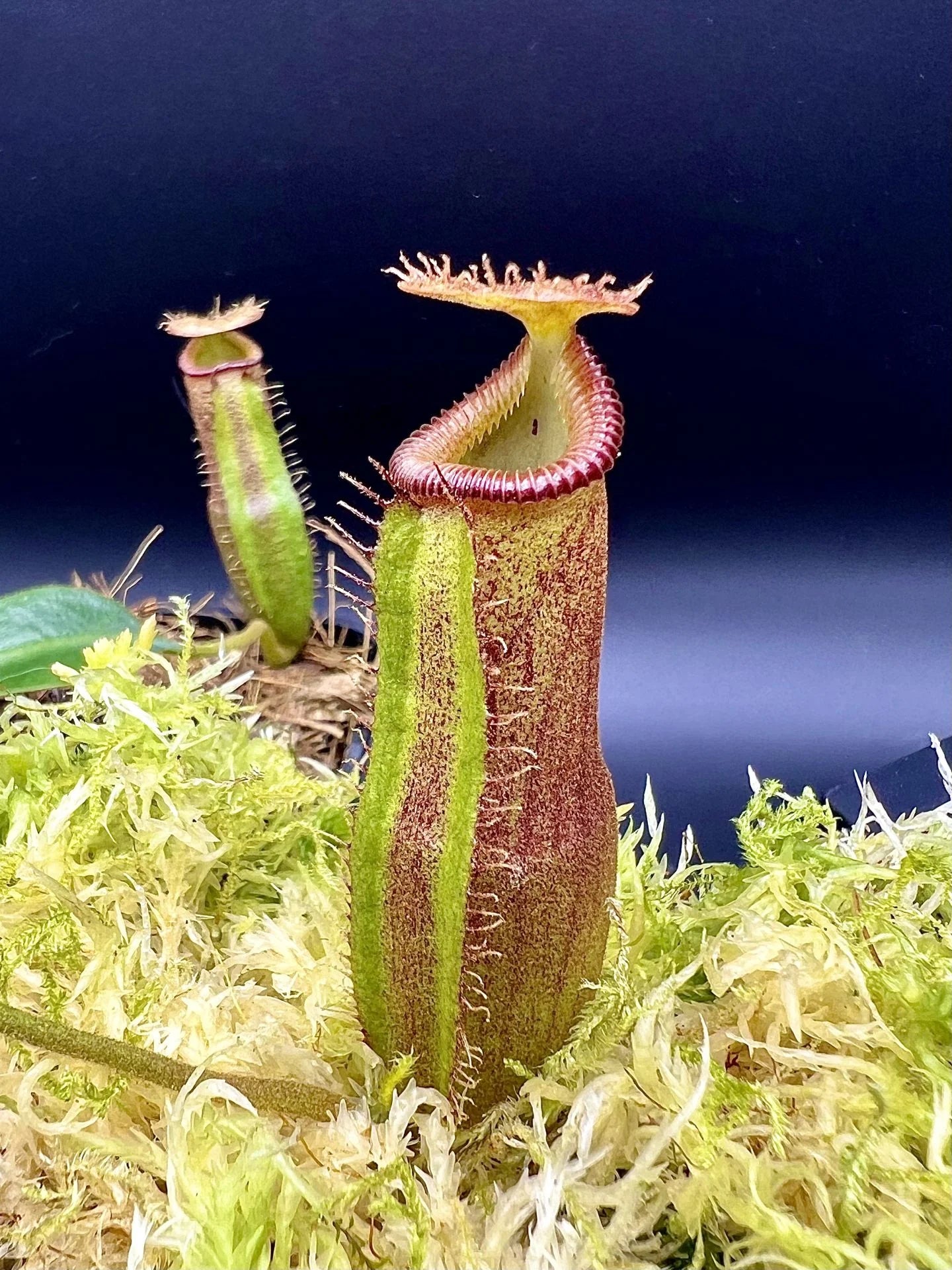 Nepenthes (lowii x truncata squat) x edwardsiana 大森食虫植物農園