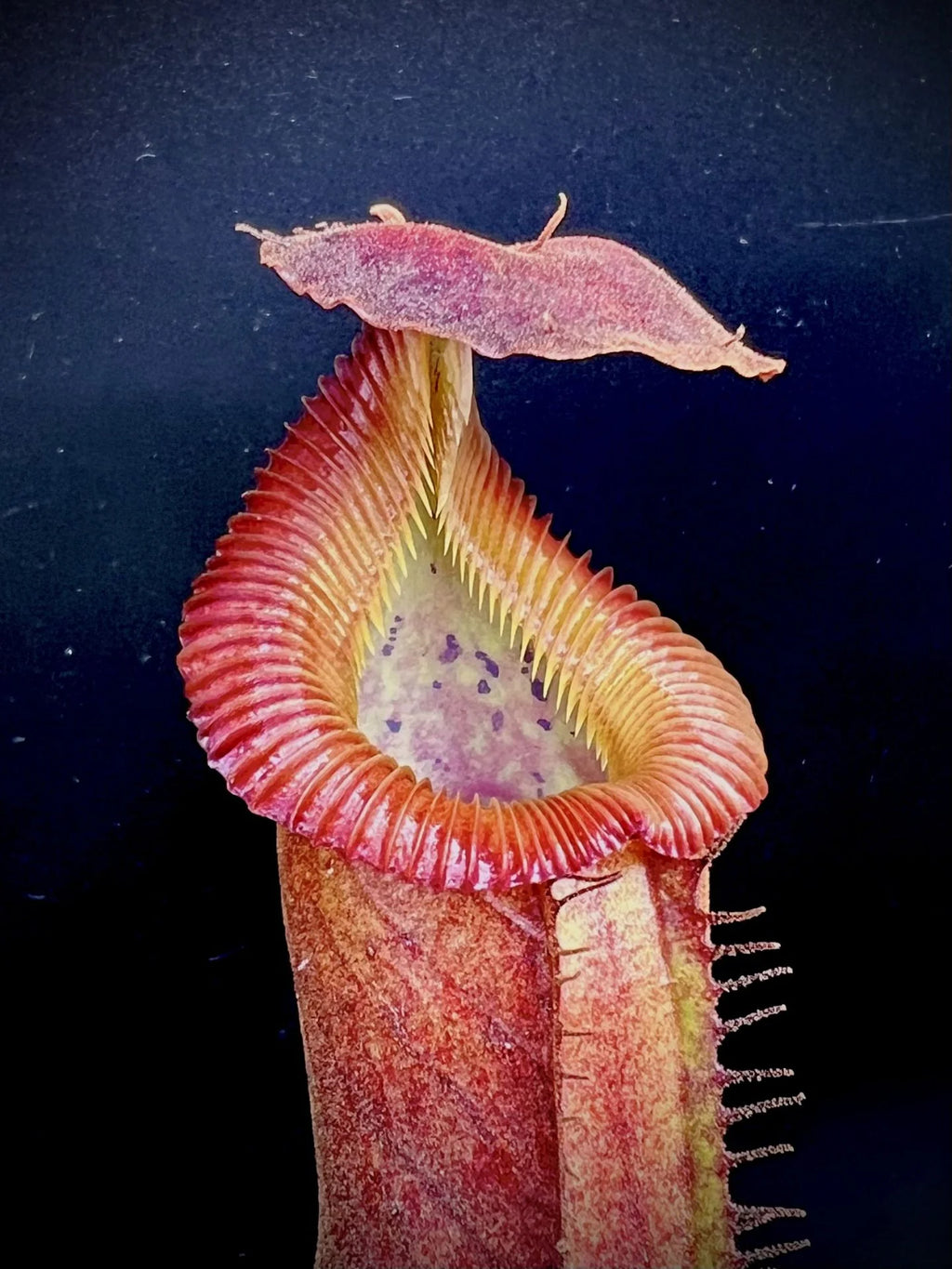 Nepenthes (lowii x truncata squat) x edwardsiana 大森食虫植物農園
