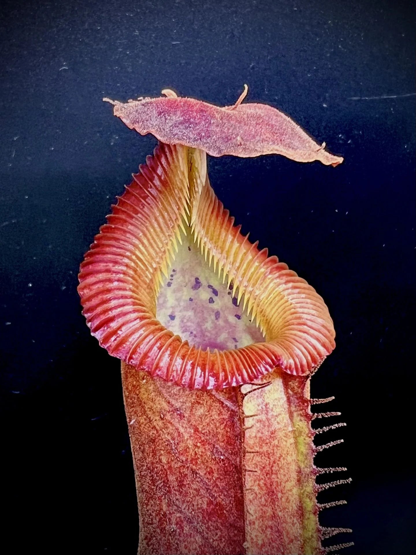 Nepenthes (lowii x truncata squat) x edwardsiana 大森食虫植物農園