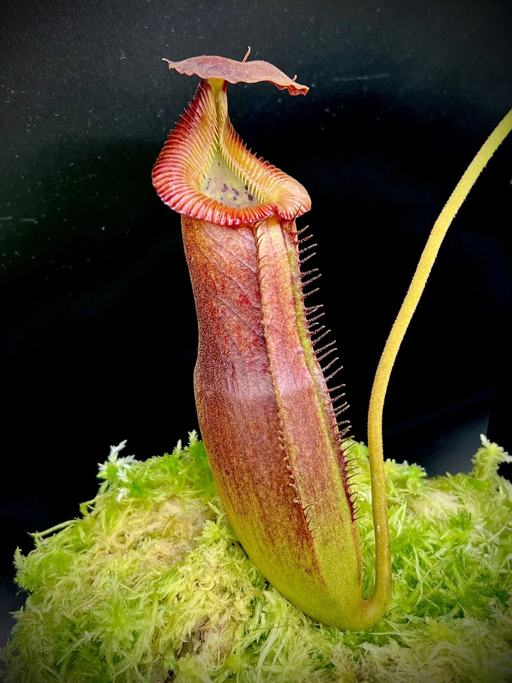 Nepenthes (lowii x truncata squat) x edwardsiana 大森食虫植物農園