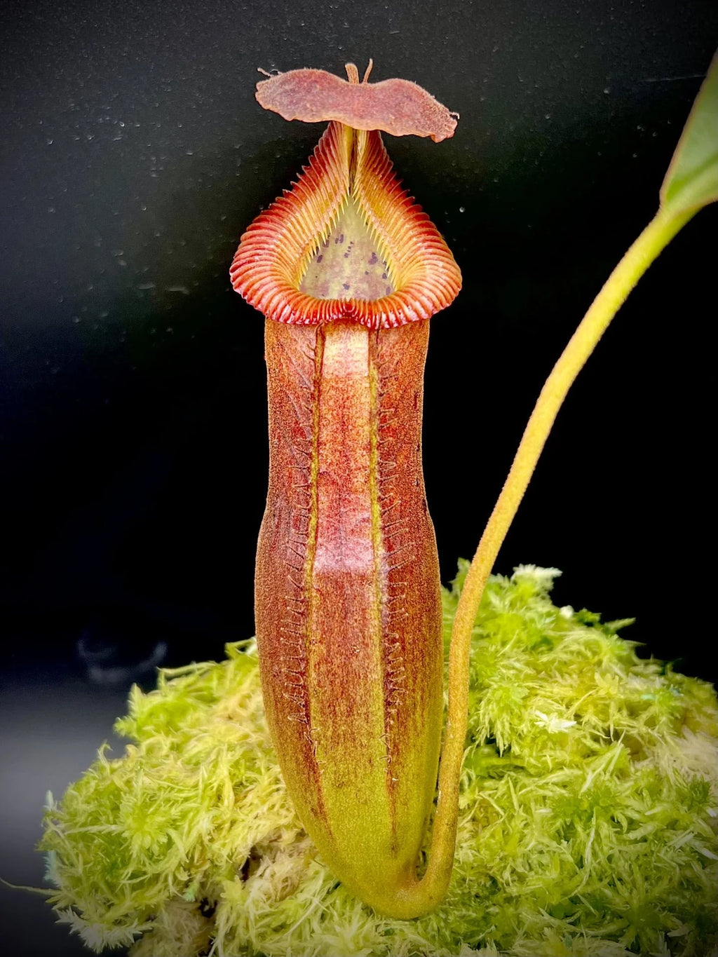 Nepenthes (lowii x truncata squat) x edwardsiana 大森食虫植物農園