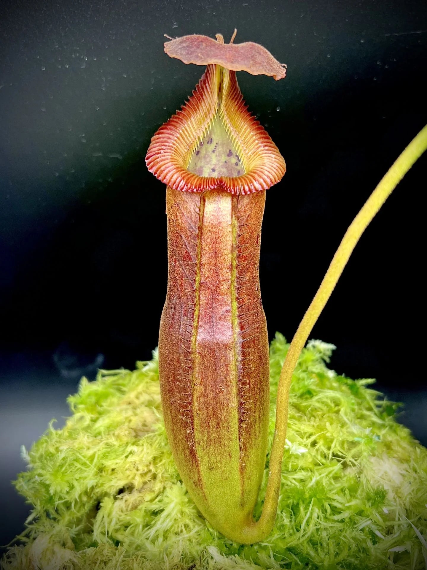 Nepenthes (lowii x truncata squat) x edwardsiana 大森食虫植物農園