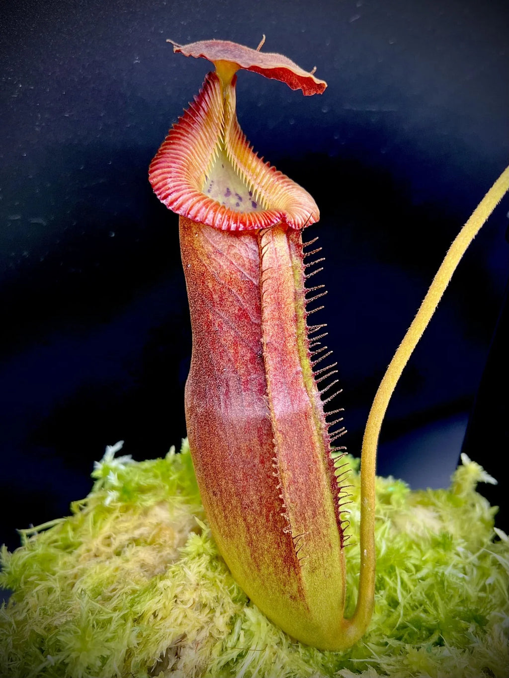 Nepenthes (lowii x truncata squat) x edwardsiana 大森食虫植物農園