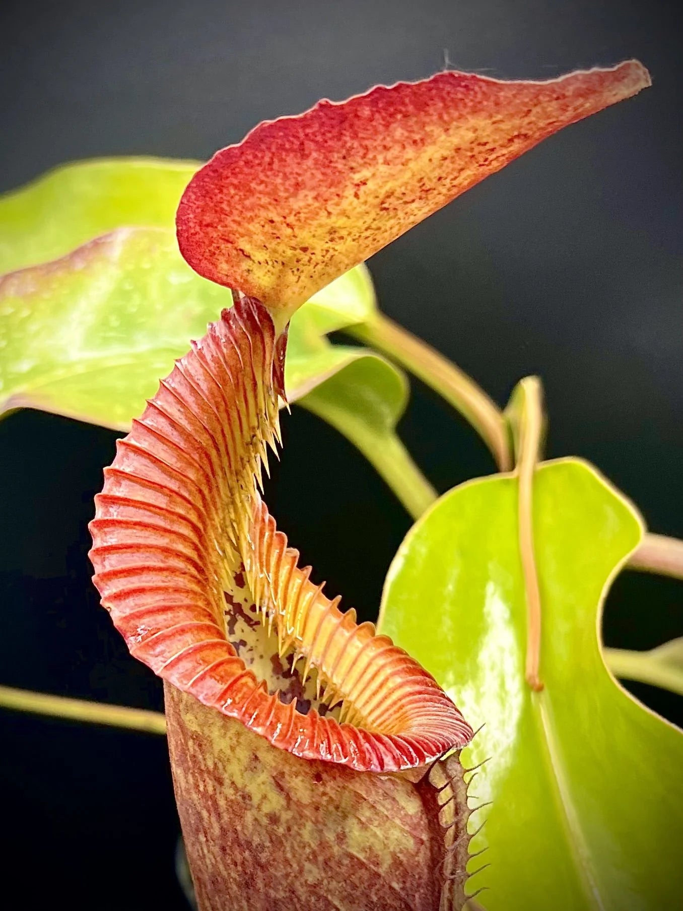 Nepenthes (lowii x truncata squat) x edwardsiana 大森食虫植物農園