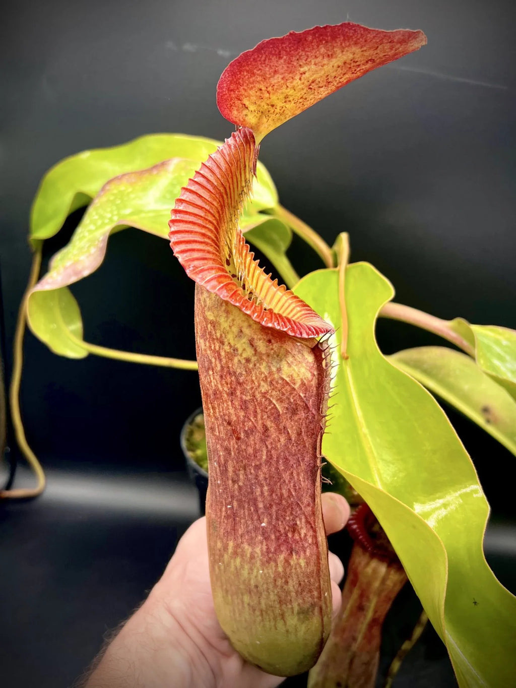 Nepenthes (lowii x truncata squat) x edwardsiana 大森食虫植物農園