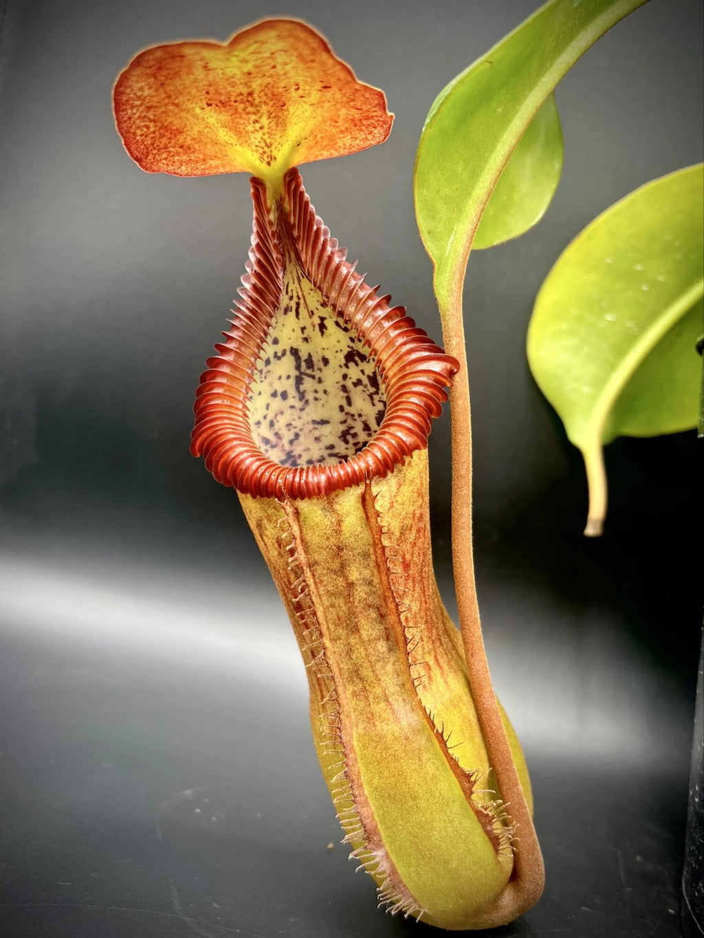 Nepenthes (lowii x truncata squat) x edwardsiana 大森食虫植物農園