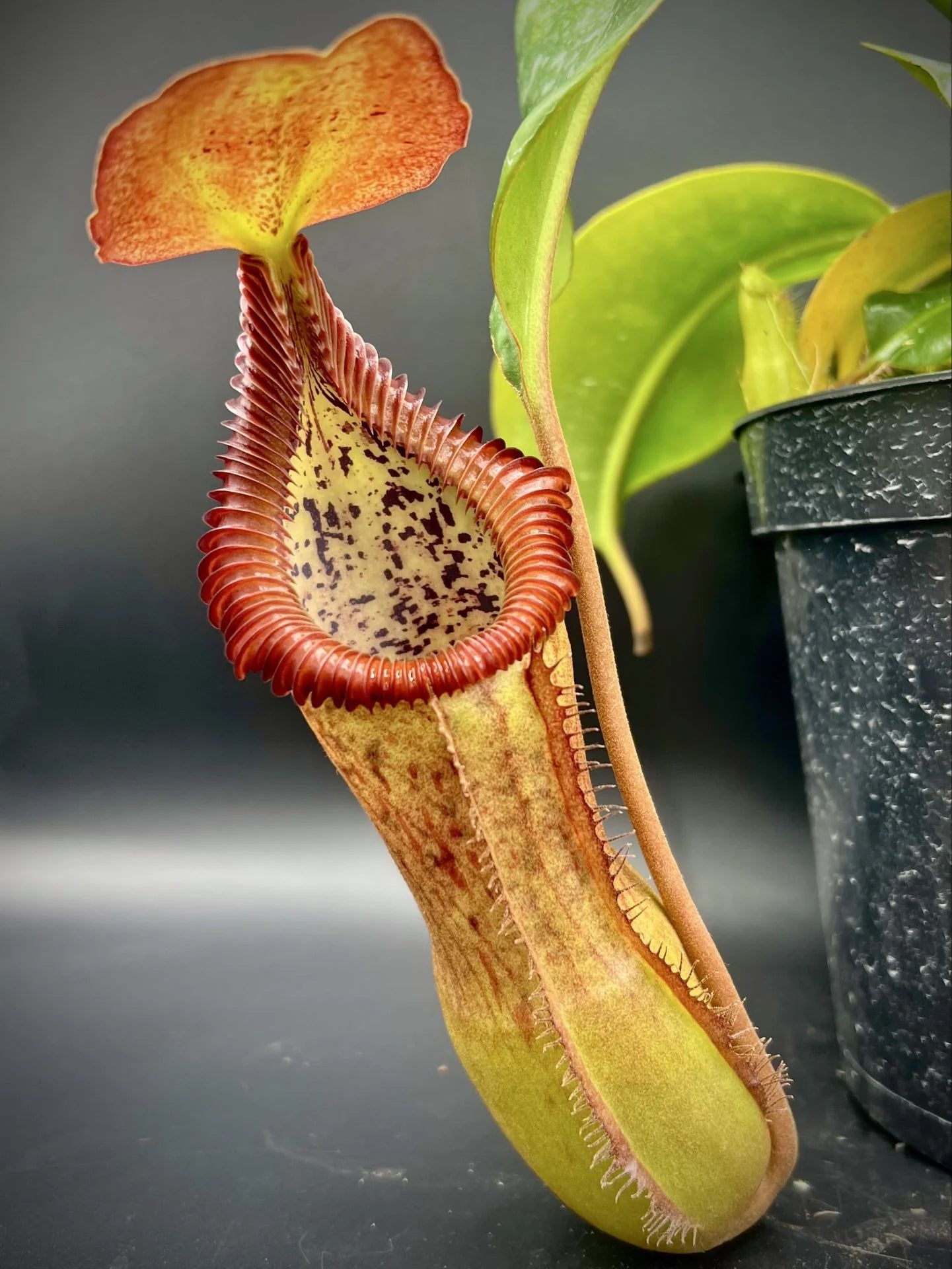 Nepenthes (lowii x truncata squat) x edwardsiana 大森食虫植物農園