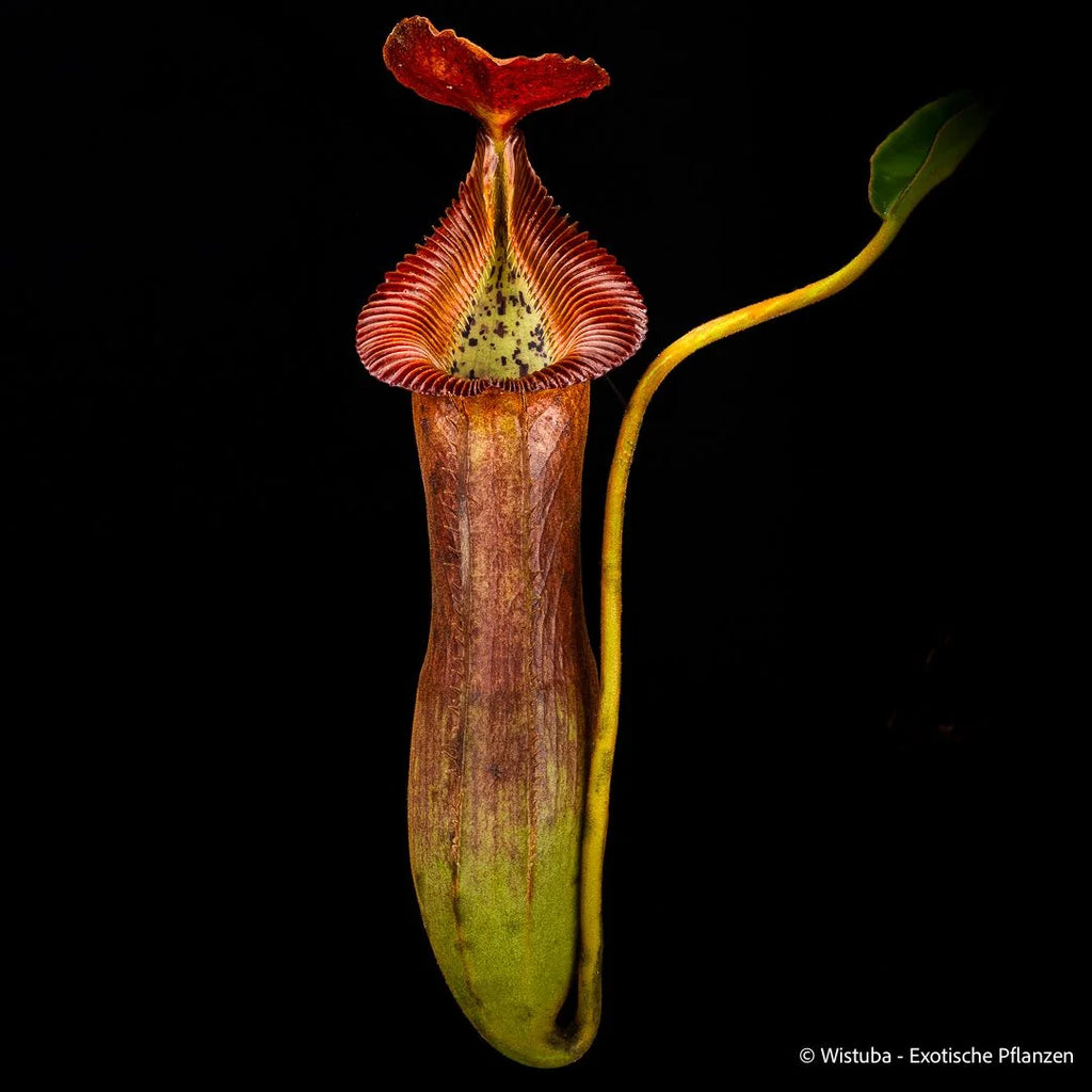 Nepenthes (lowii x truncata squat) x edwardsiana 大森食虫植物農園