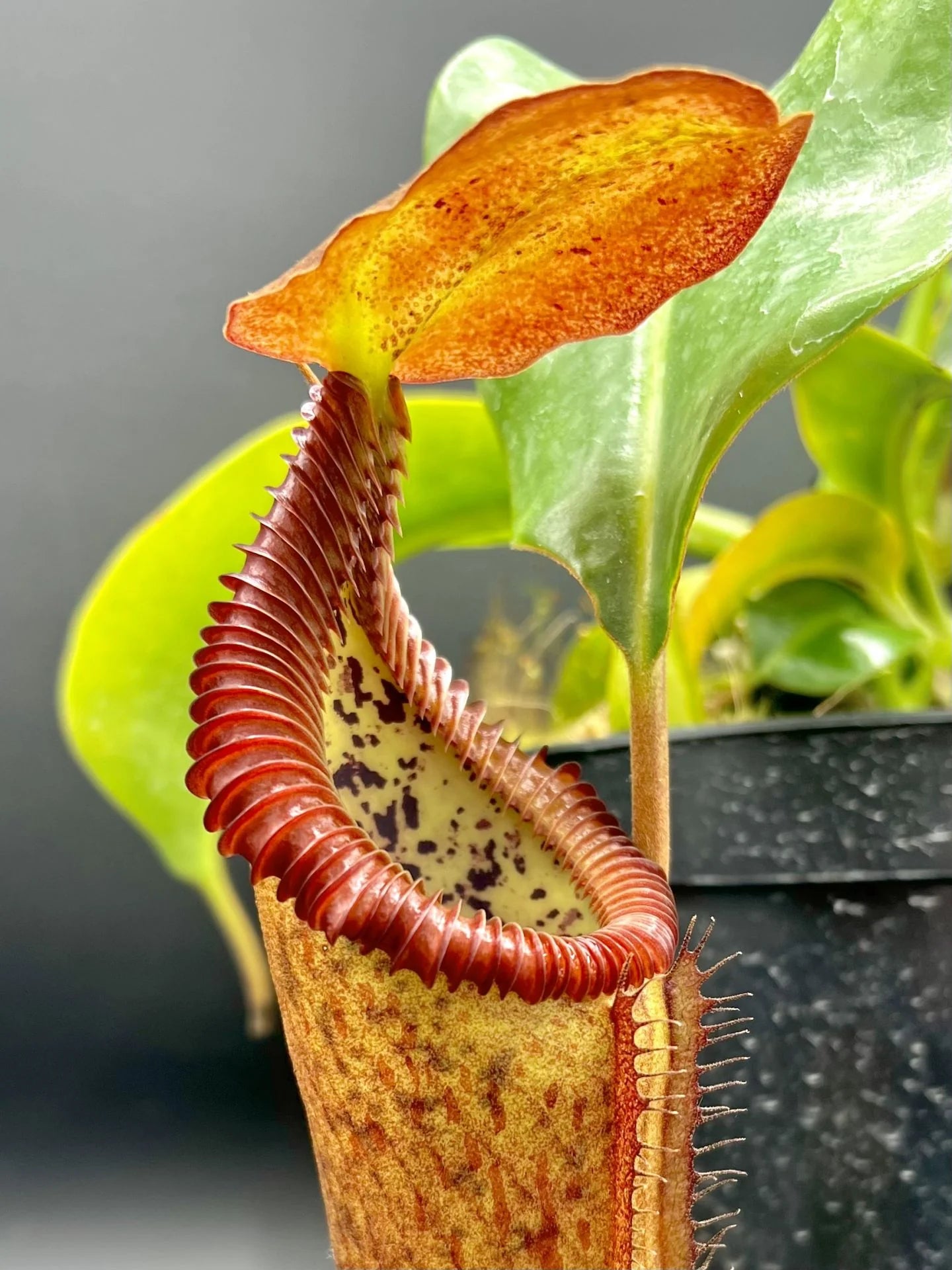 Nepenthes (lowii x truncata squat) x edwardsiana 大森食虫植物農園