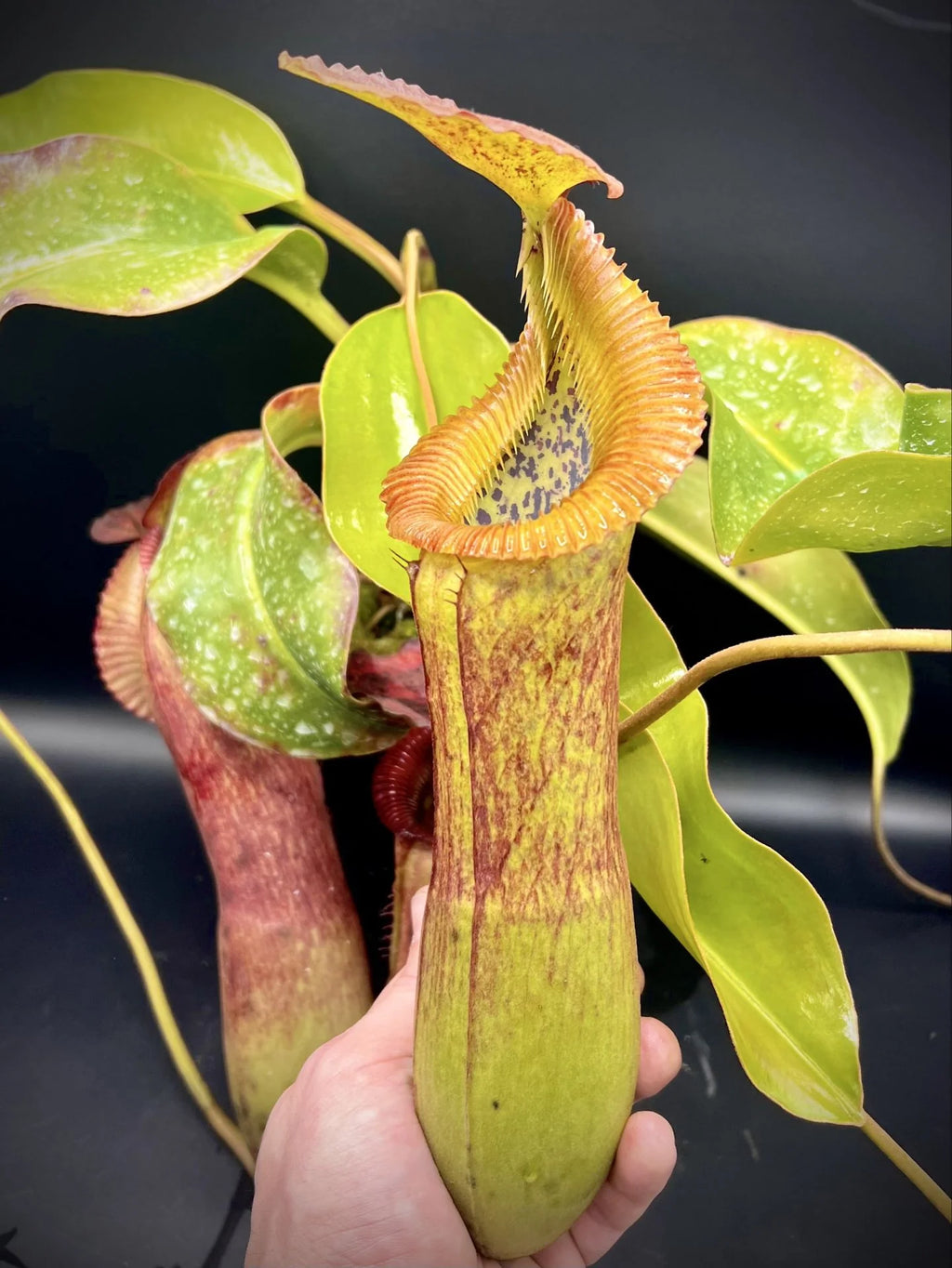 Nepenthes (lowii x truncata squat) x edwardsiana 大森食虫植物農園
