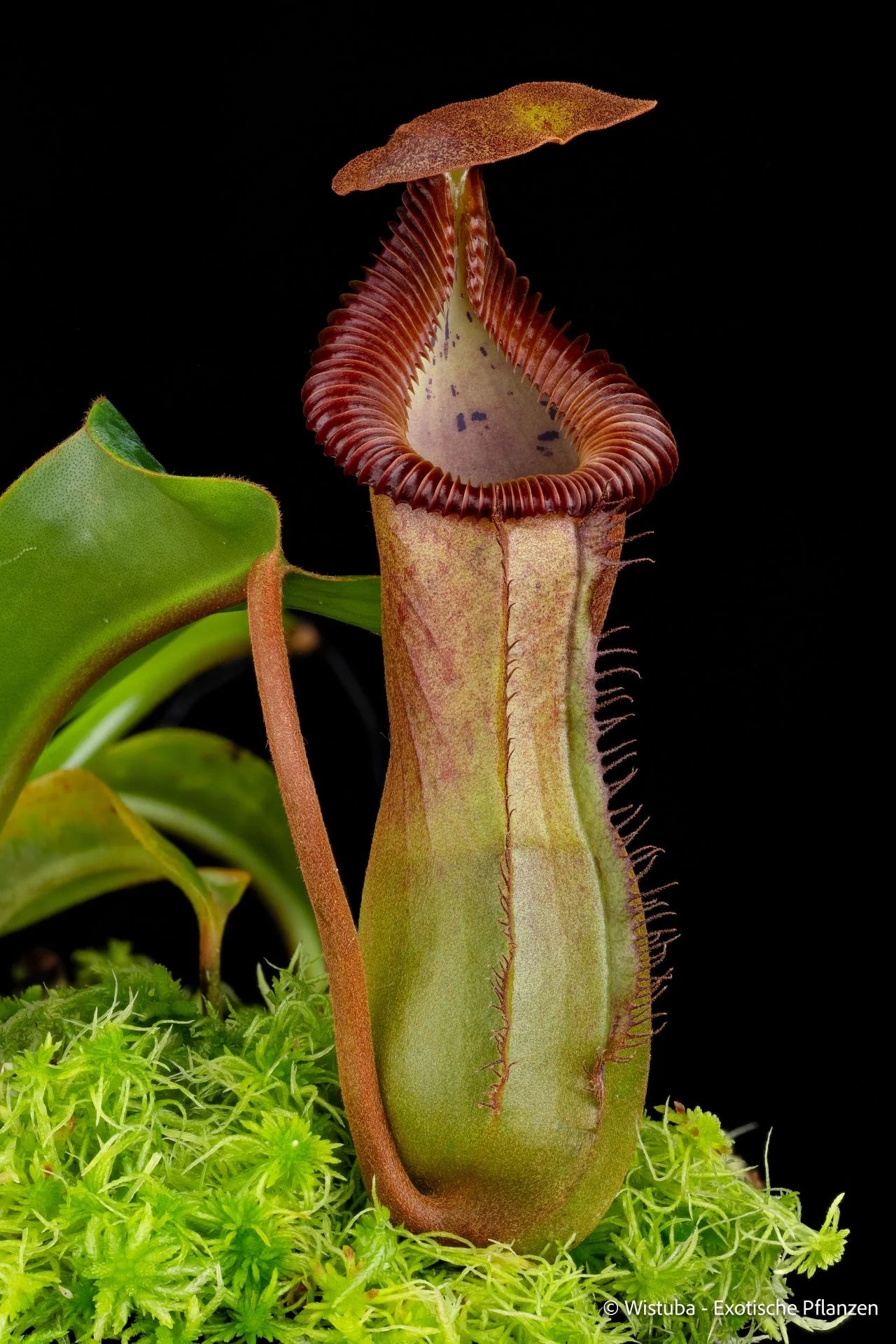 Nepenthes (lowii x truncata squat) x edwardsiana 大森食虫植物農園