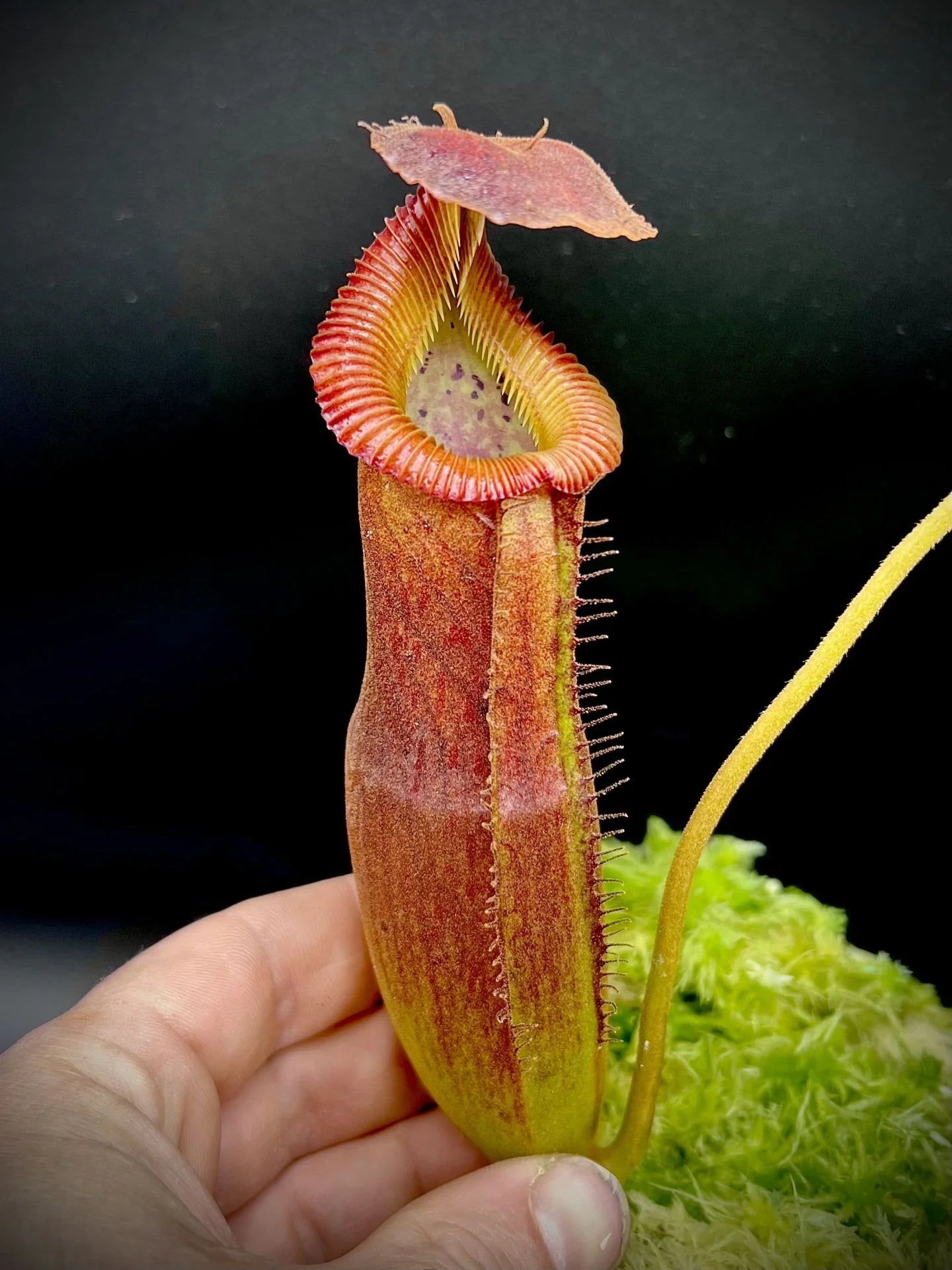 Nepenthes (lowii x truncata squat) x edwardsiana 大森食虫植物農園