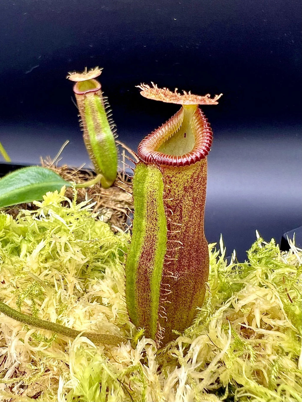 Nepenthes (lowii x truncata squat) x edwardsiana 大森食虫植物農園