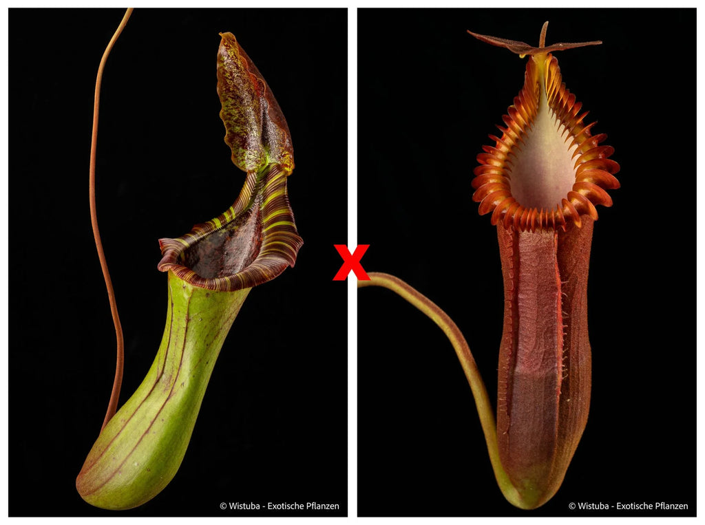 Nepenthes (lowii x truncata squat) x edwardsiana 大森食虫植物農園