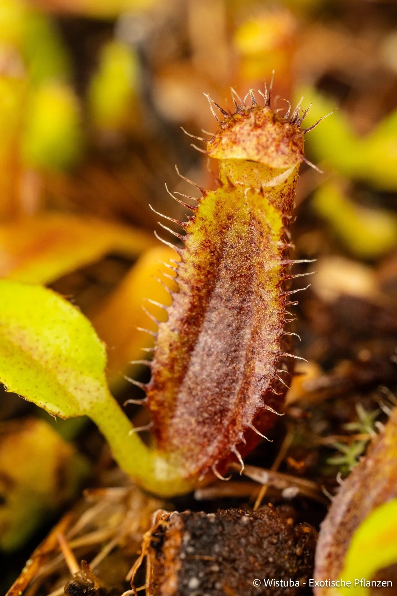 Nepenthes (lowii x truncata squat) x edwardsiana 大森食虫植物農園