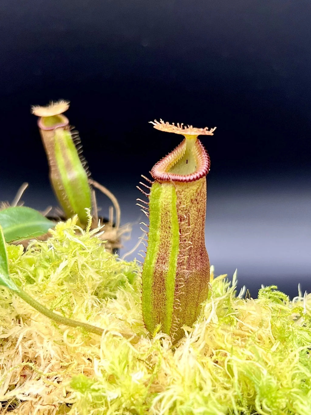 Nepenthes (lowii x truncata squat) x edwardsiana 大森食虫植物農園