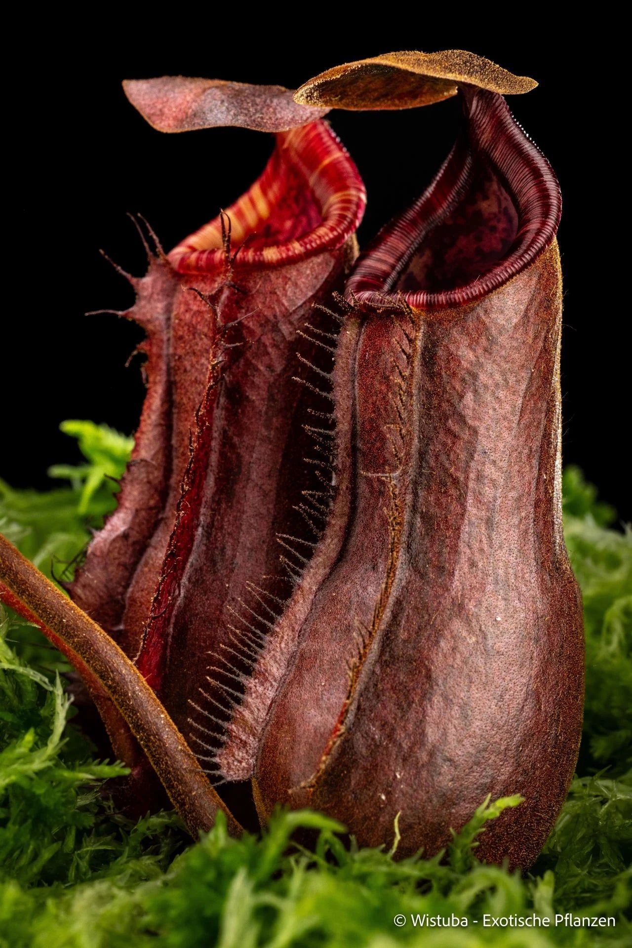 Nepenthes (lowii x truncata squat) x peltata 大森食虫植物農園