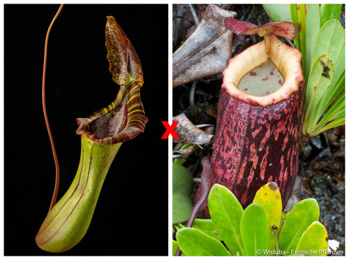 Nepenthes (lowii x truncata squat) x peltata 大森食虫植物農園
