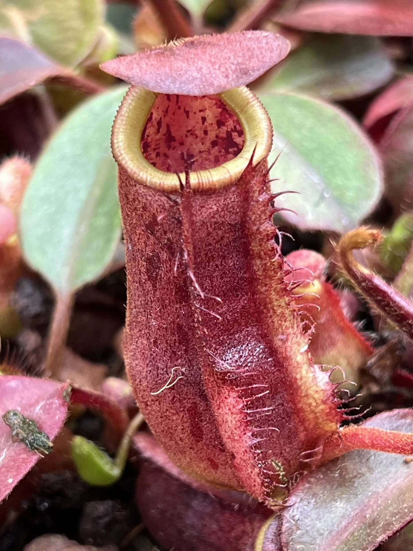 Nepenthes (lowii x truncata squat) x peltata 大森食虫植物農園