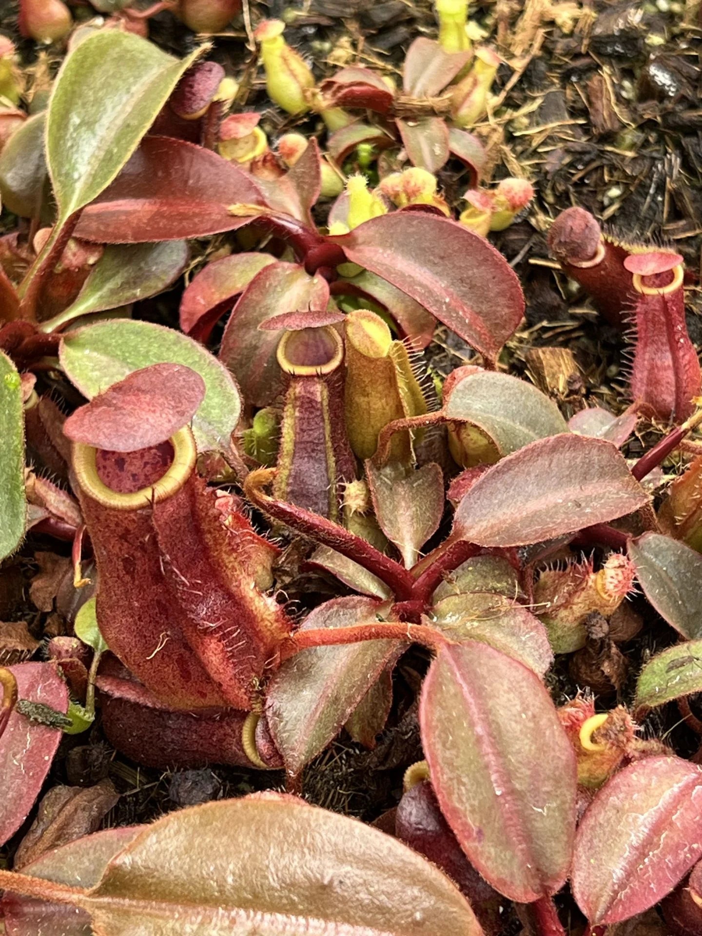 Nepenthes (lowii x truncata squat) x peltata 大森食虫植物農園