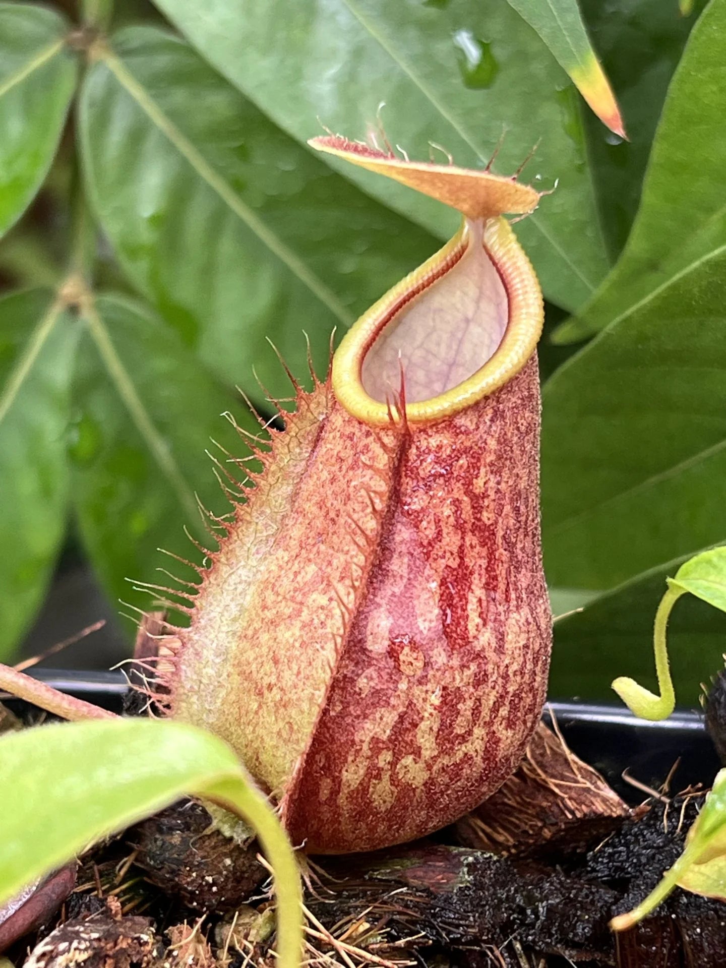 Nepenthes (spathulata x adnata) x undulatifolia 大森食虫植物農園