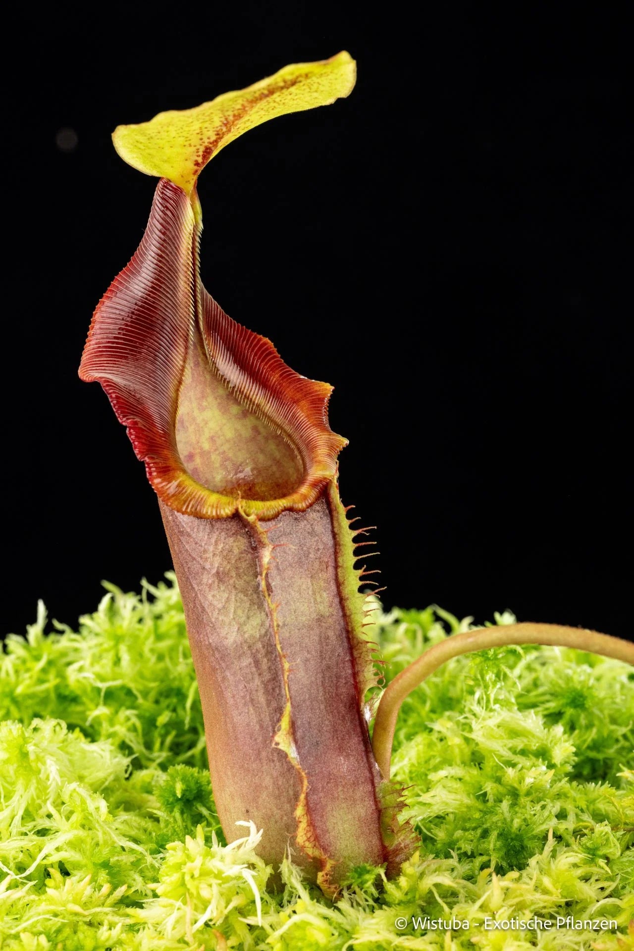 Nepenthes (spatulata x spectabilis) x (veitchii x lowii) 大森食虫植物農園