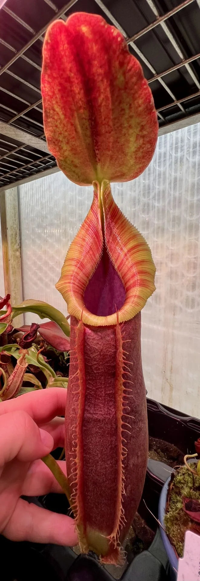 Nepenthes (spatulata x spectabilis) x (veitchii x lowii) 大森食虫植物農園