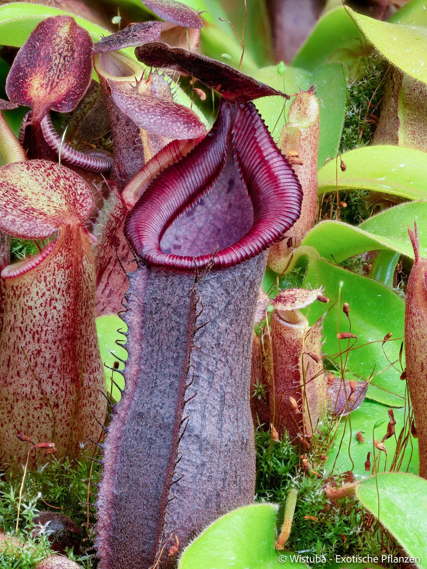 Nepenthes (spatulata x spectabilis) x (veitchii x lowii) 大森食虫植物農園