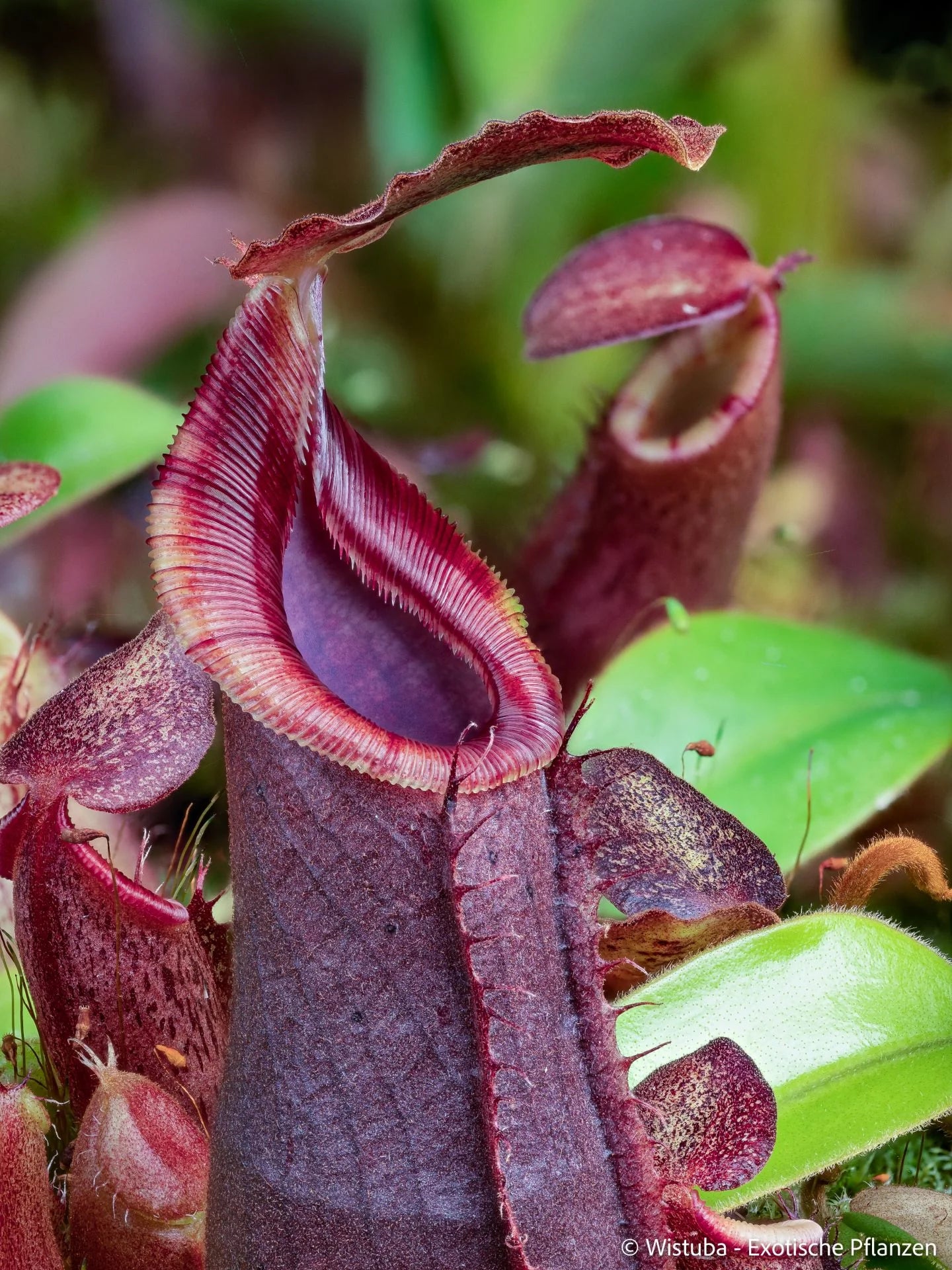 Nepenthes (spatulata x spectabilis) x (veitchii x lowii) 大森食虫植物農園