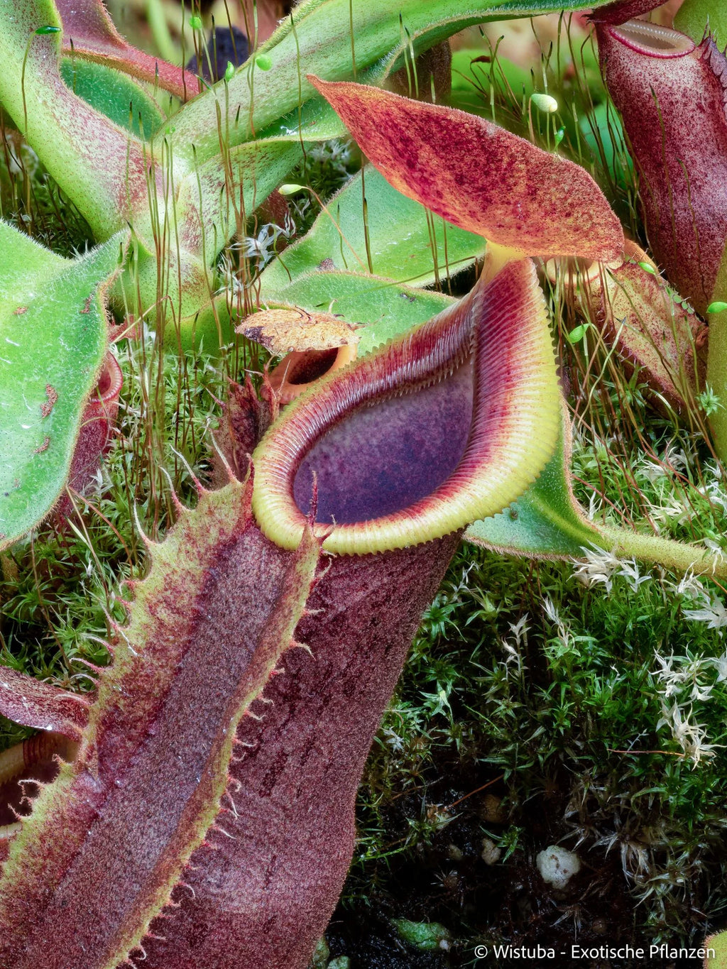 Nepenthes (spatulata x spectabilis) x (veitchii x lowii) 大森食虫植物農園