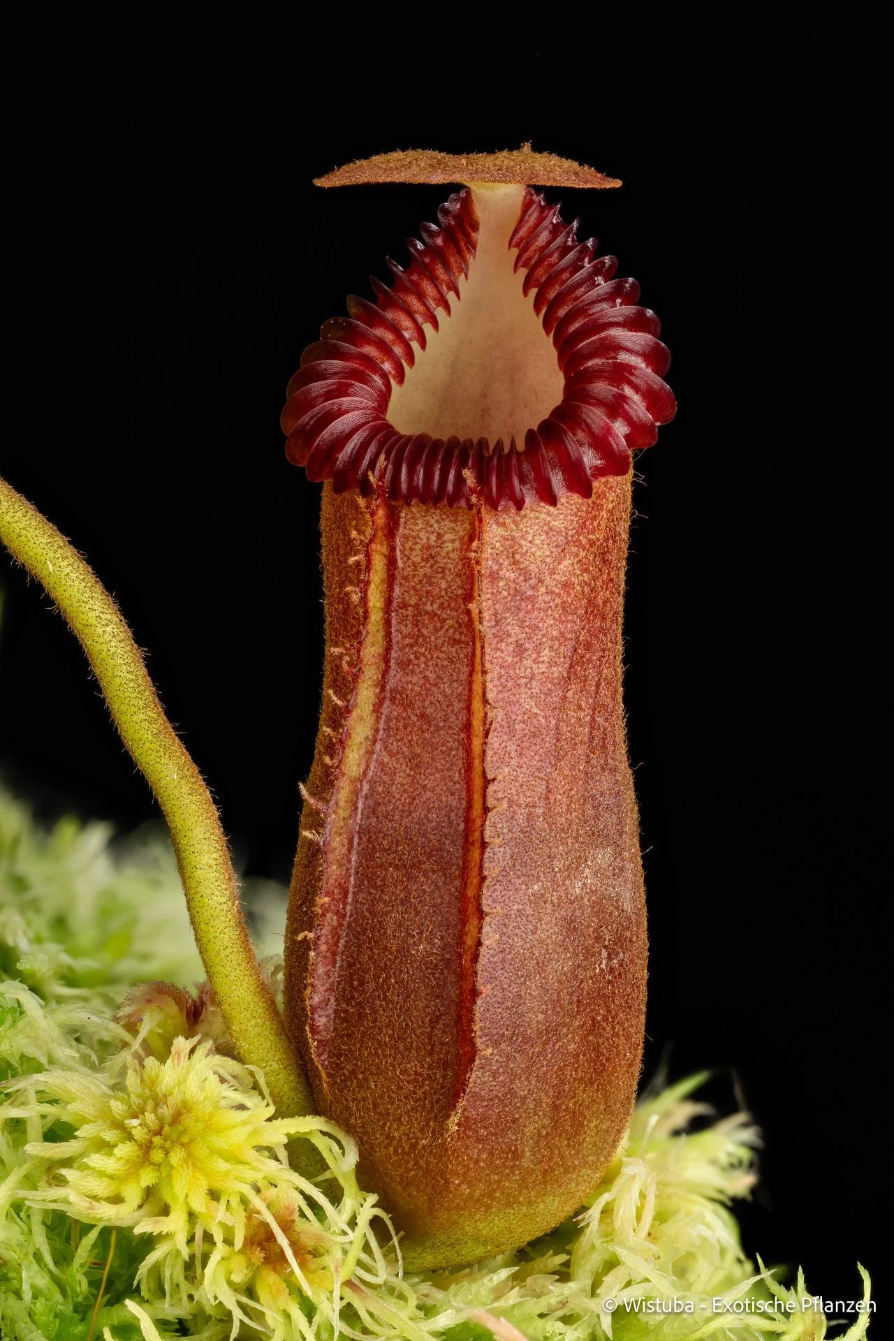 Nepenthes (tenuis x edwardsiana) x edwardsiana 大森食虫植物農園