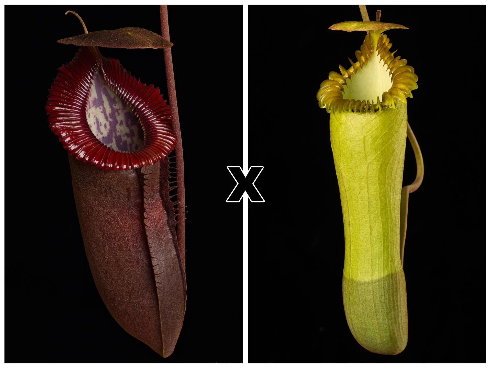 Nepenthes (tenuis x edwardsiana) x edwardsiana 大森食虫植物農園