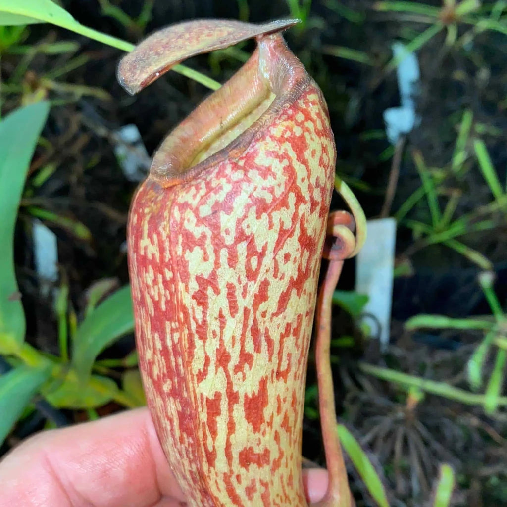 Nepenthes (thorellii x hamata) x aristolochoides, 10-12 cm 大森食虫植物農園