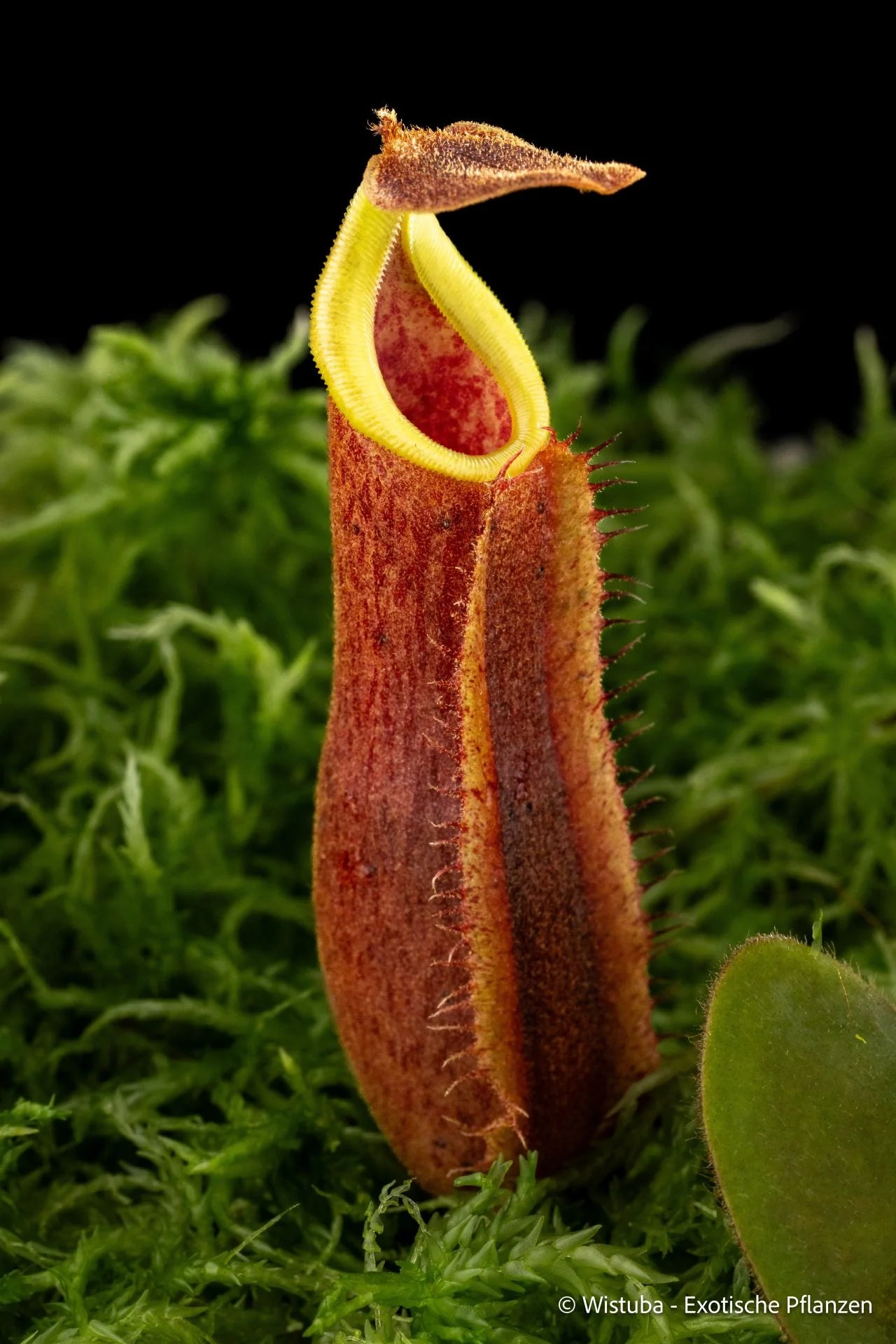 Nepenthes (veitchii x boschiana) x (veitchii x lowii) 大森食虫植物農園