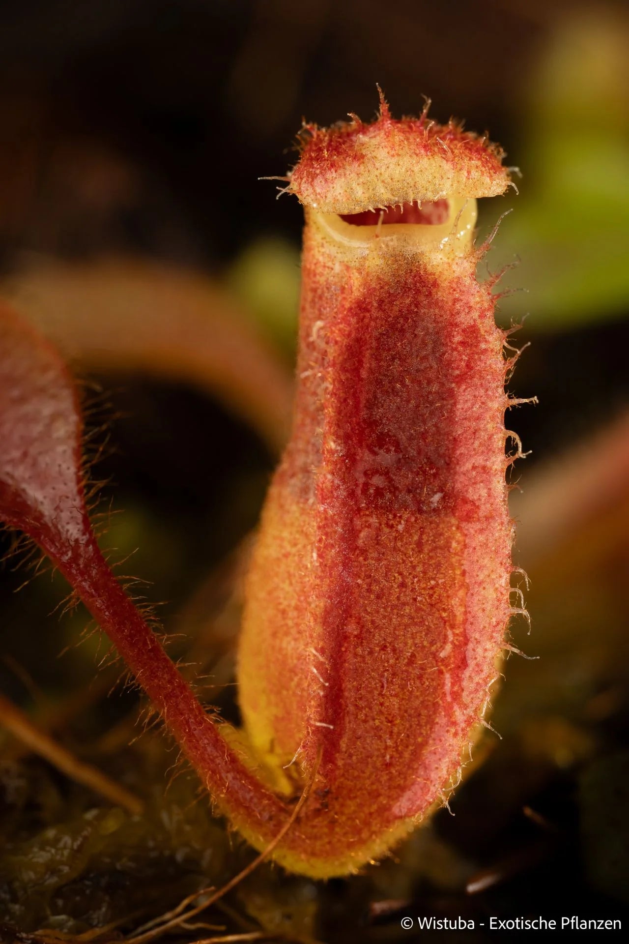 Nepenthes (veitchii x lowii) x eymae 大森食虫植物農園